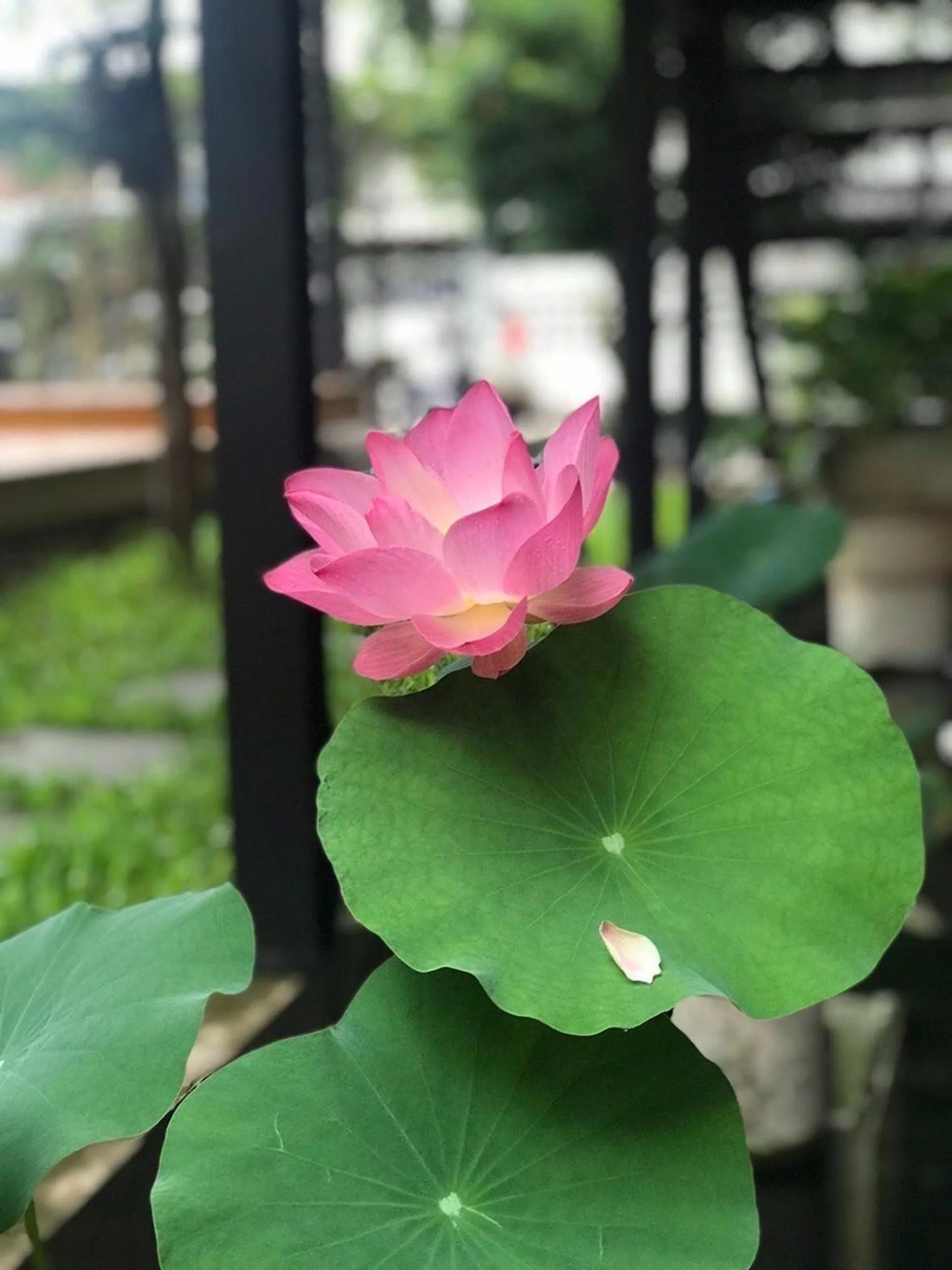 Garden in The Wishes Hotel at Chiangmai