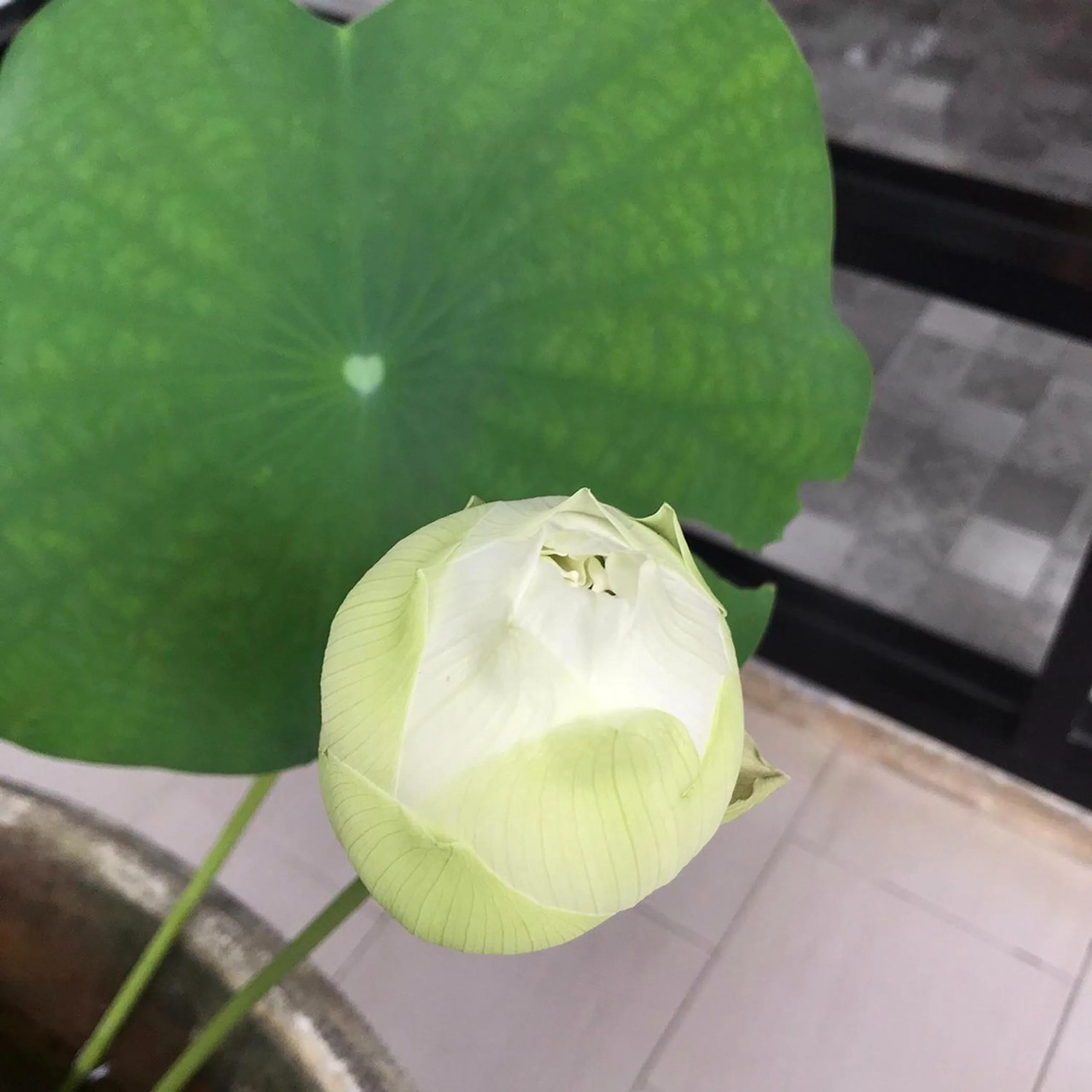 Garden in The Wishes Hotel at Chiangmai