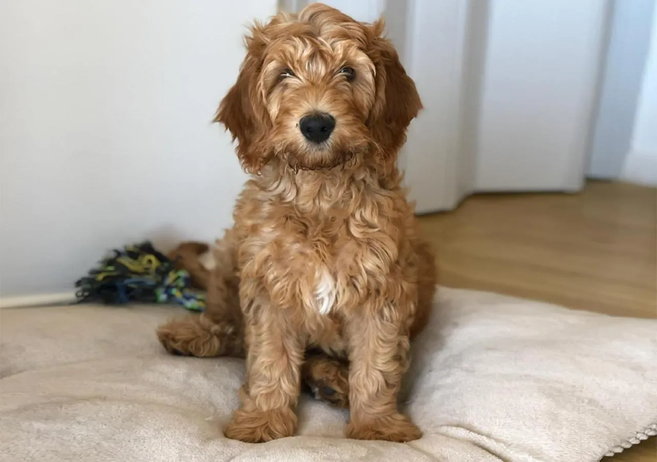 Pets in Own Montevideo