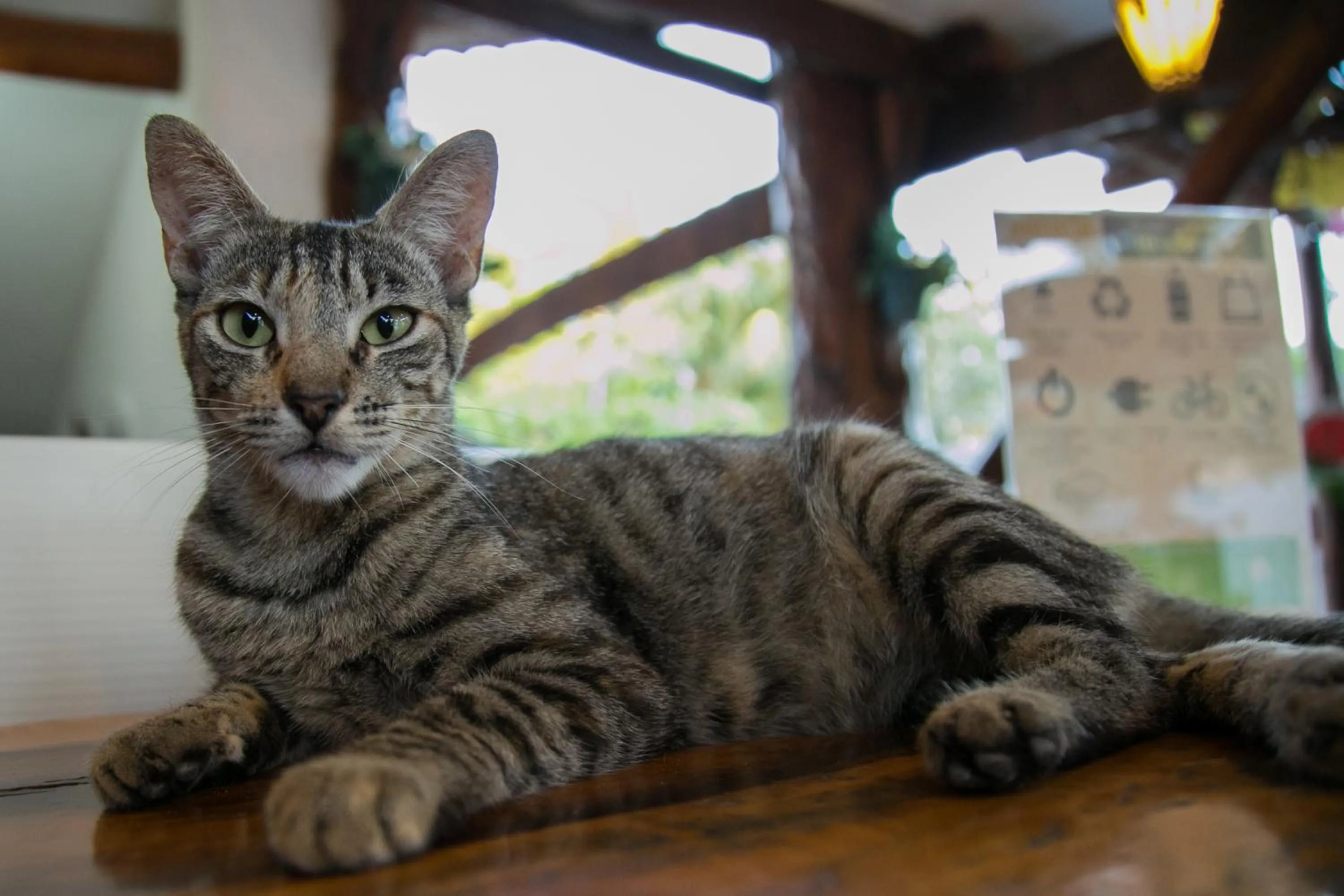 Pets in Villas Margaritas Holbox