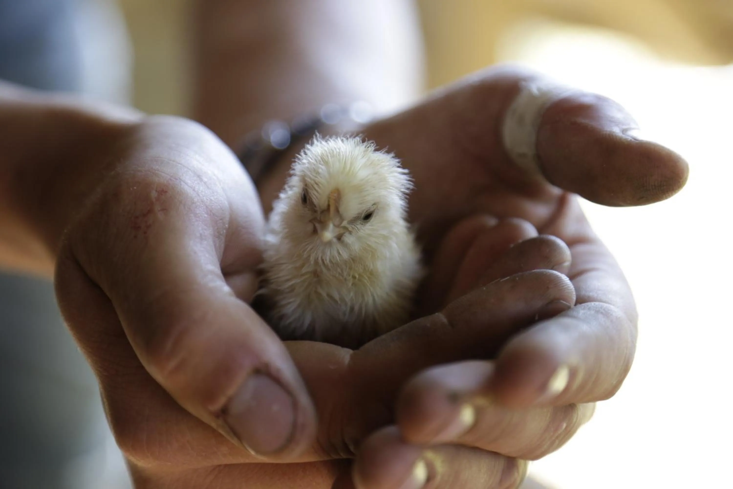 Animals in The Pear Orchard Lodge