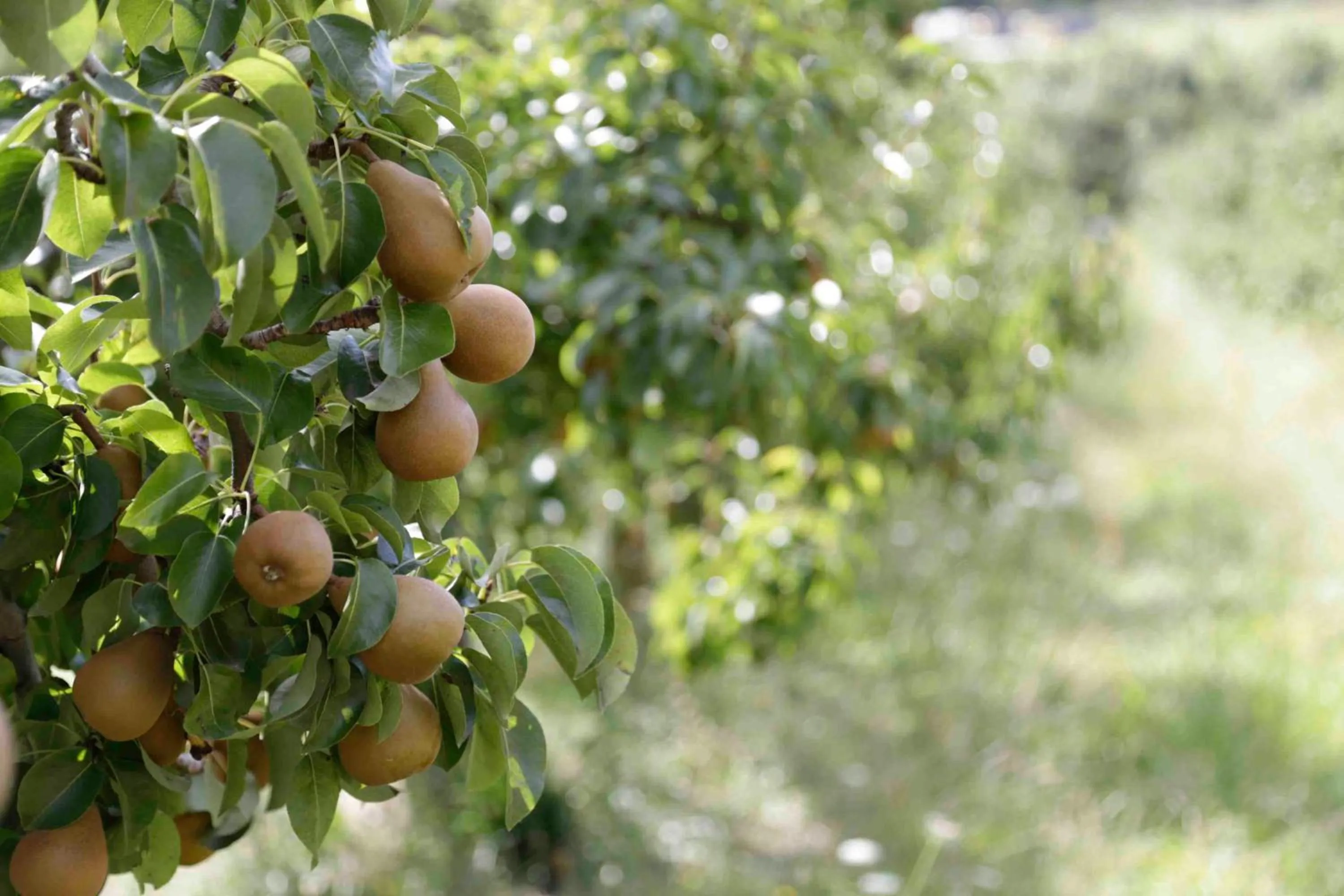 Activities in The Pear Orchard Lodge