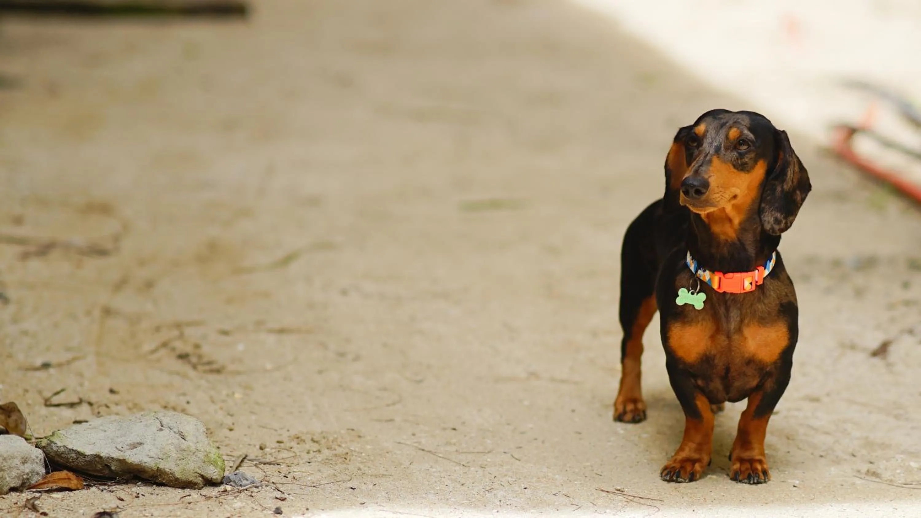 Pets in Everrich Boutique Resort Boracay