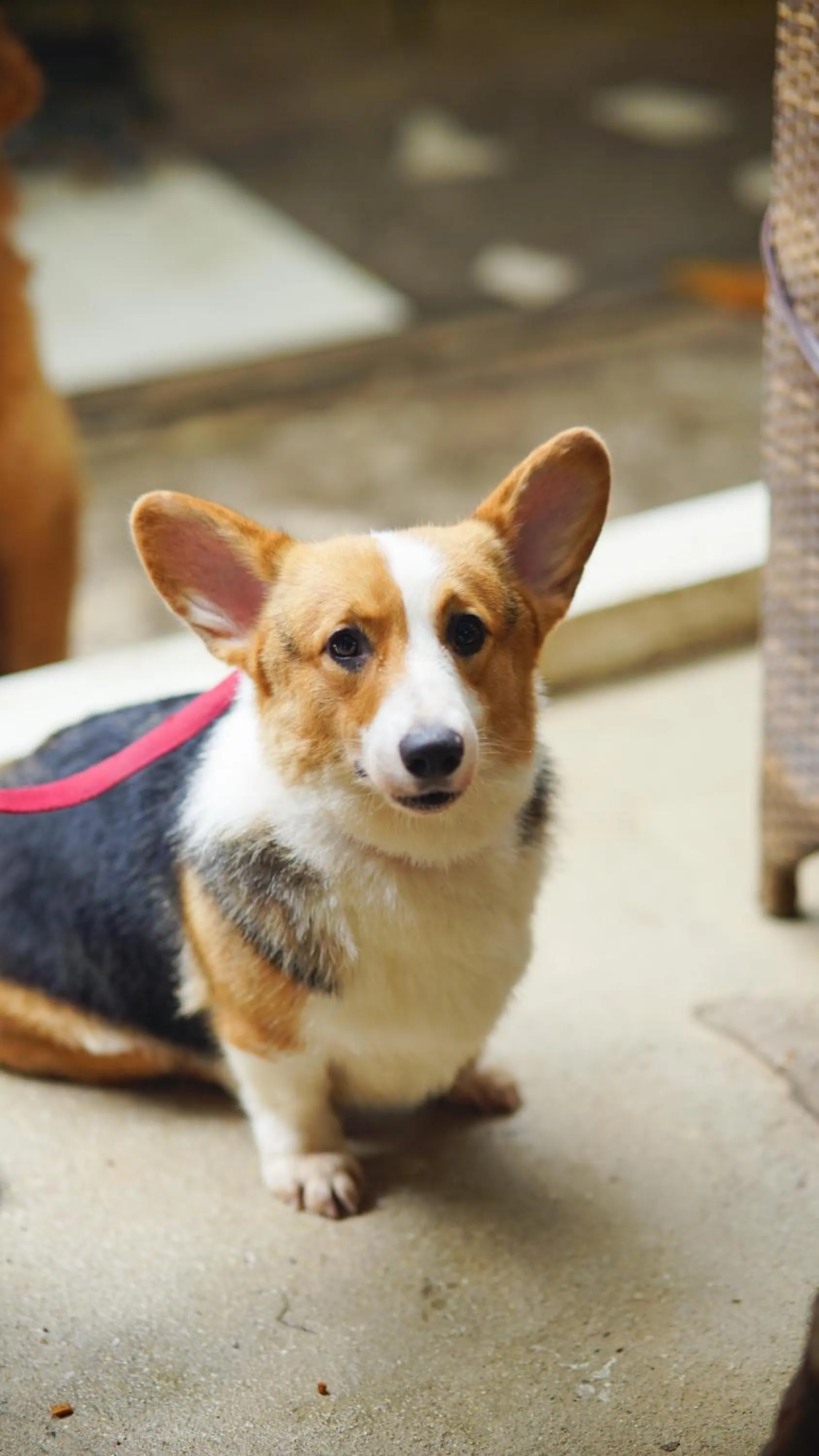 Pets in Everrich Boutique Resort Boracay