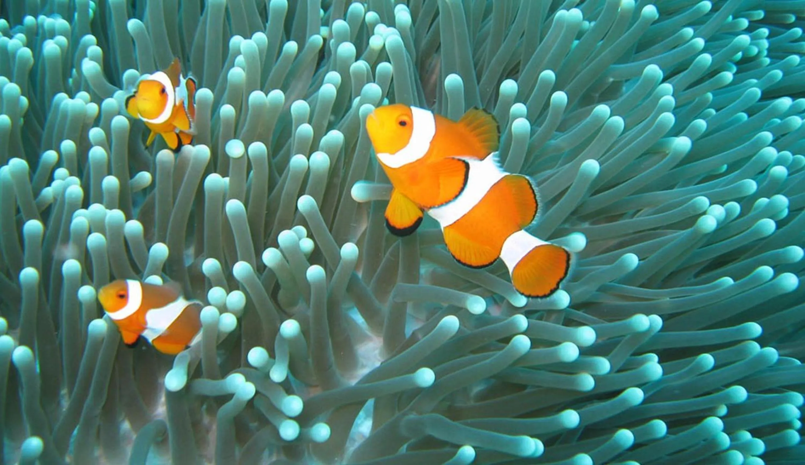 Snorkeling in Mango Dive & Bungalow