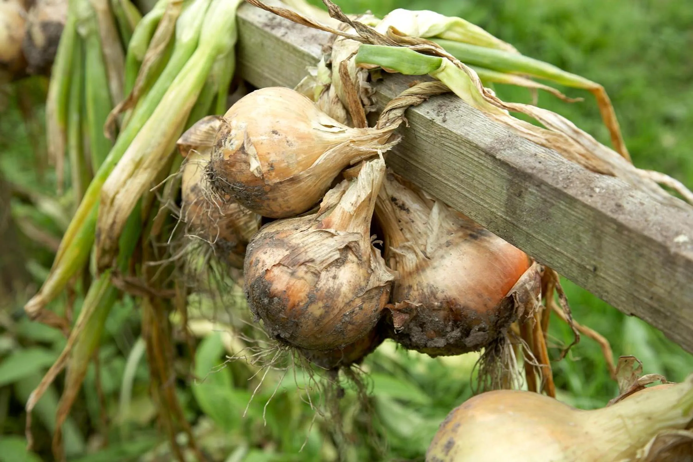 Food close-up in Cliff at Lyons