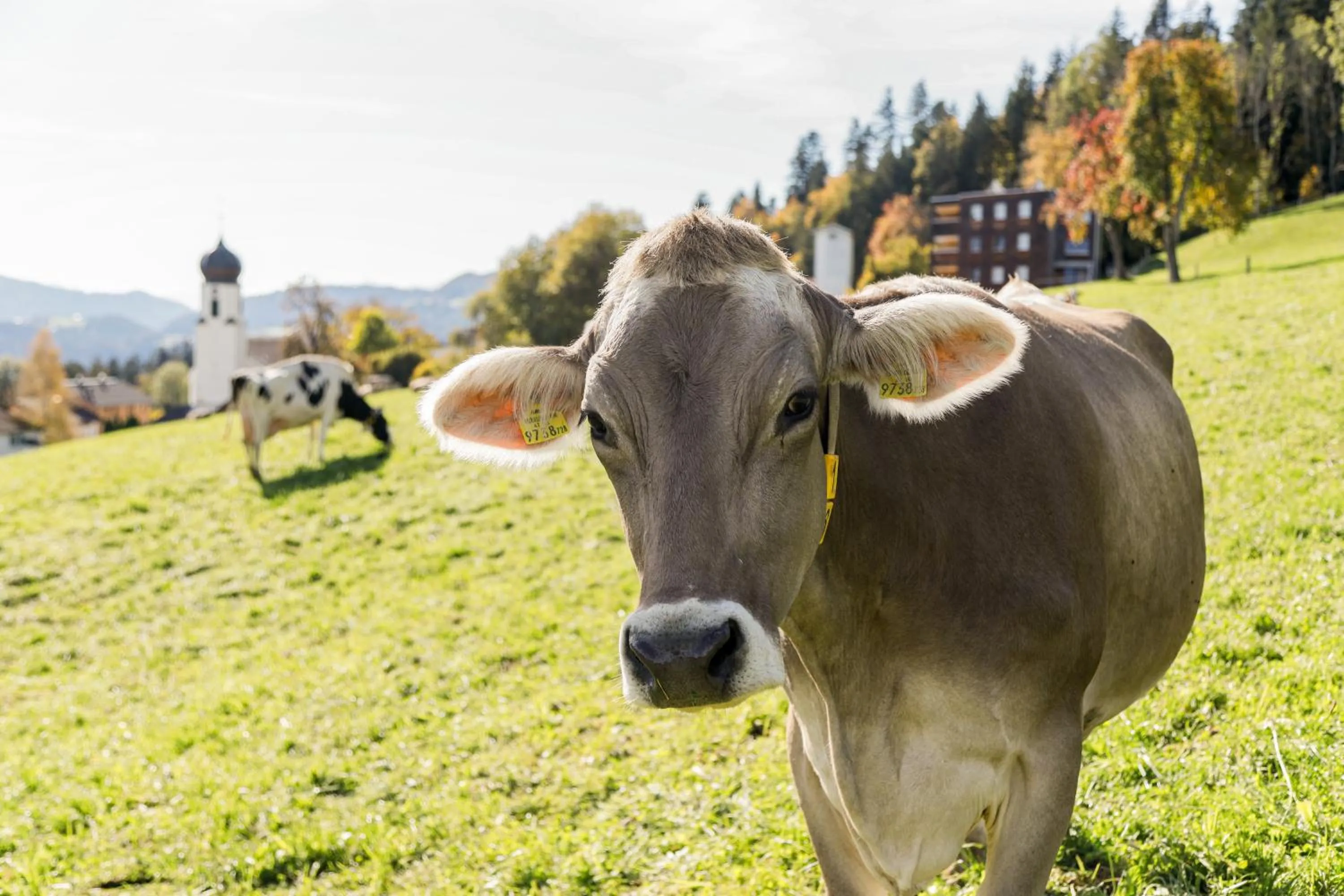 View (from property/room) in Gasthof Adler