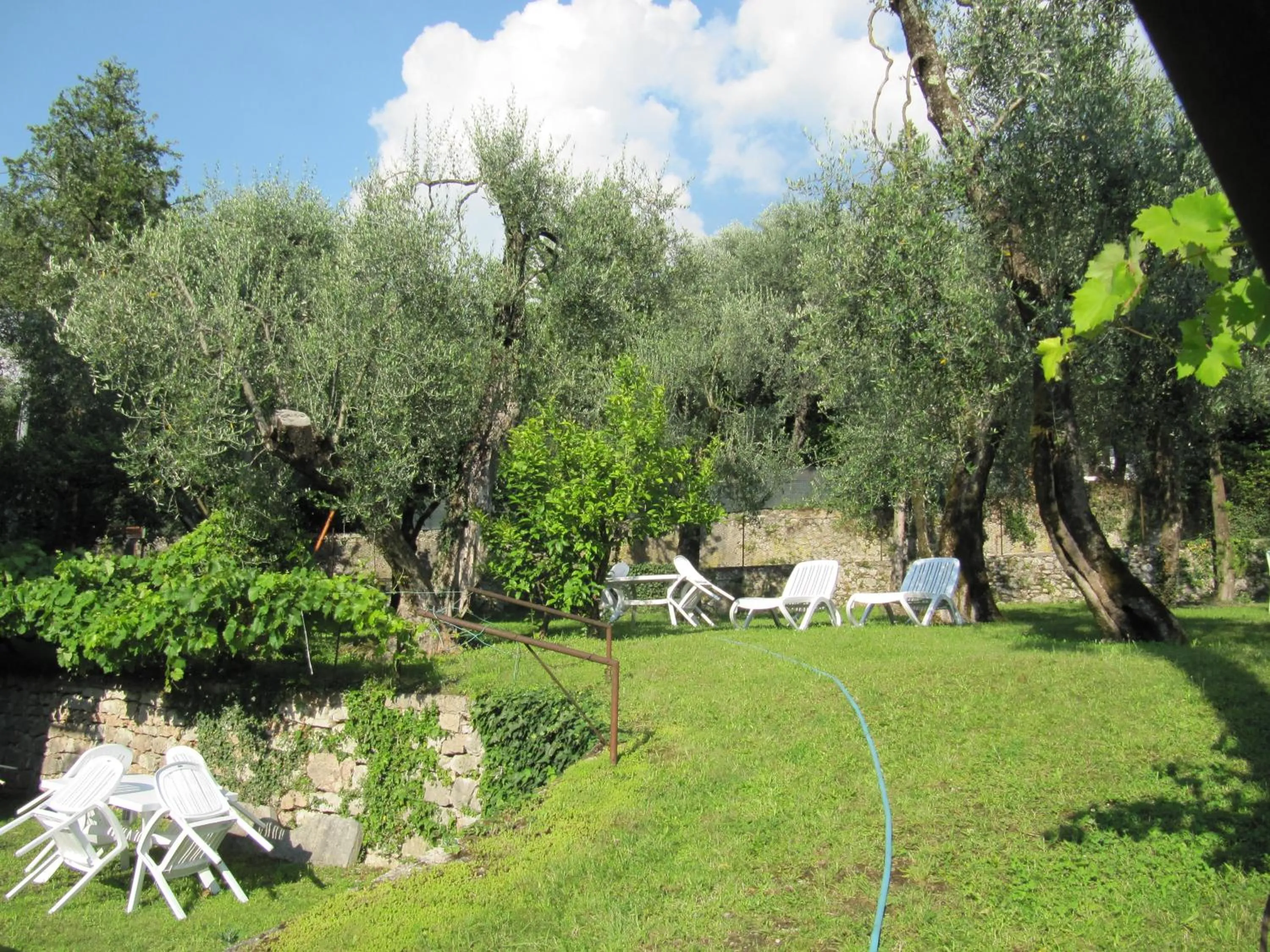 Garden in Hotel Carlo