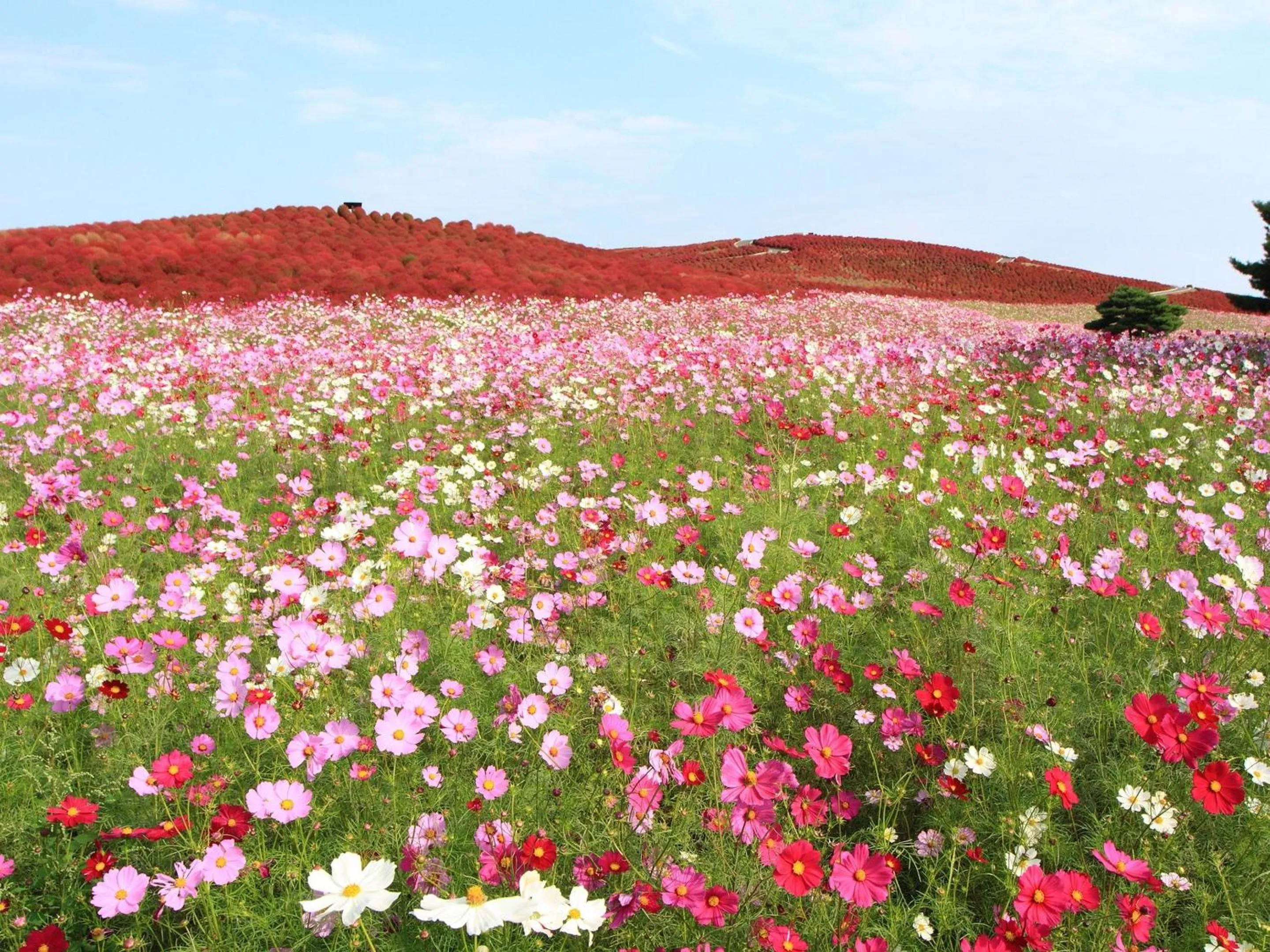 Nearby landmark in KOKO STAY Hitachi- formerly Hotel Wing International Hitachi