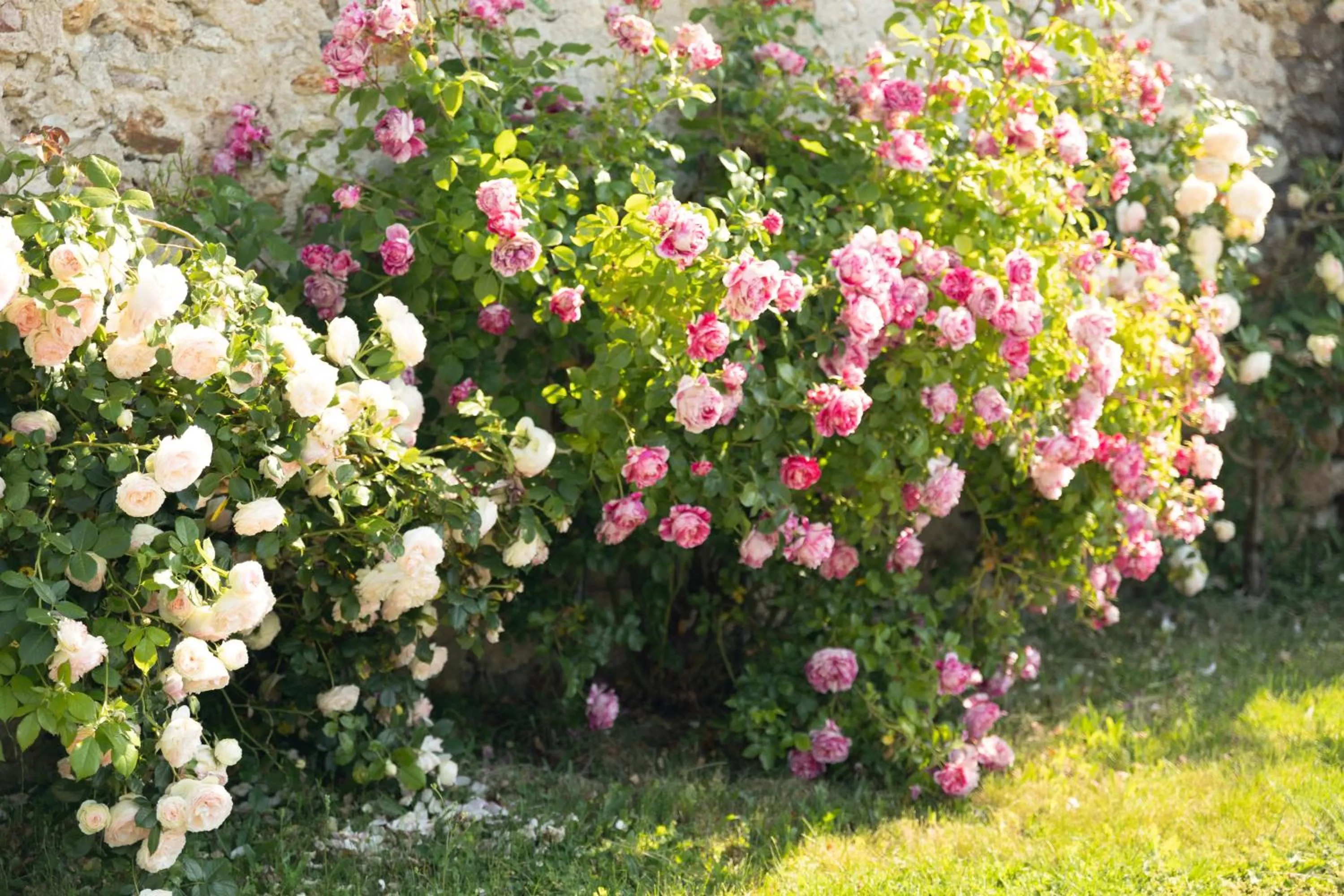 Garden in Chambre d'Hôte Les Ondines