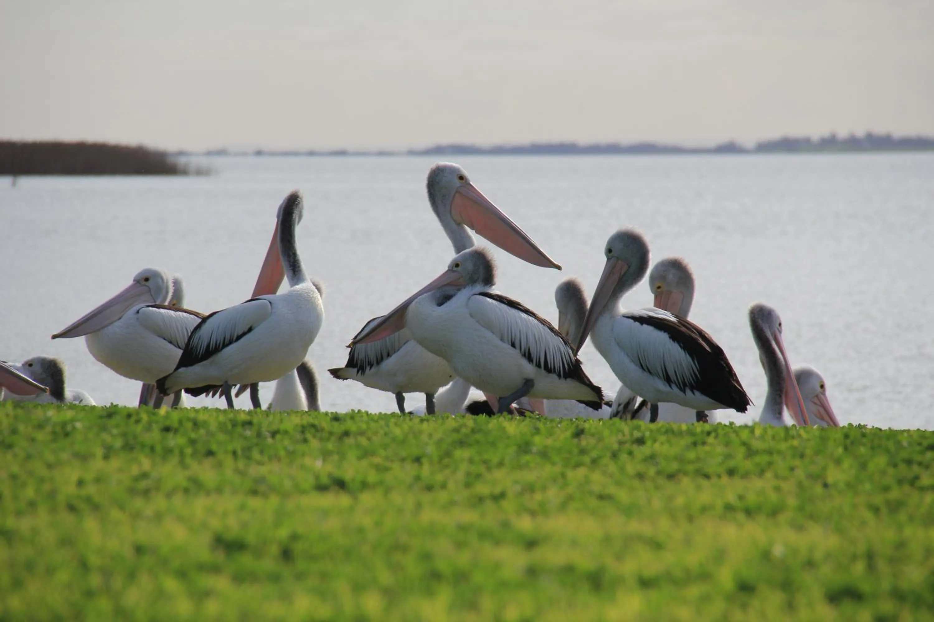 Natural landscape in Lake Albert Motel
