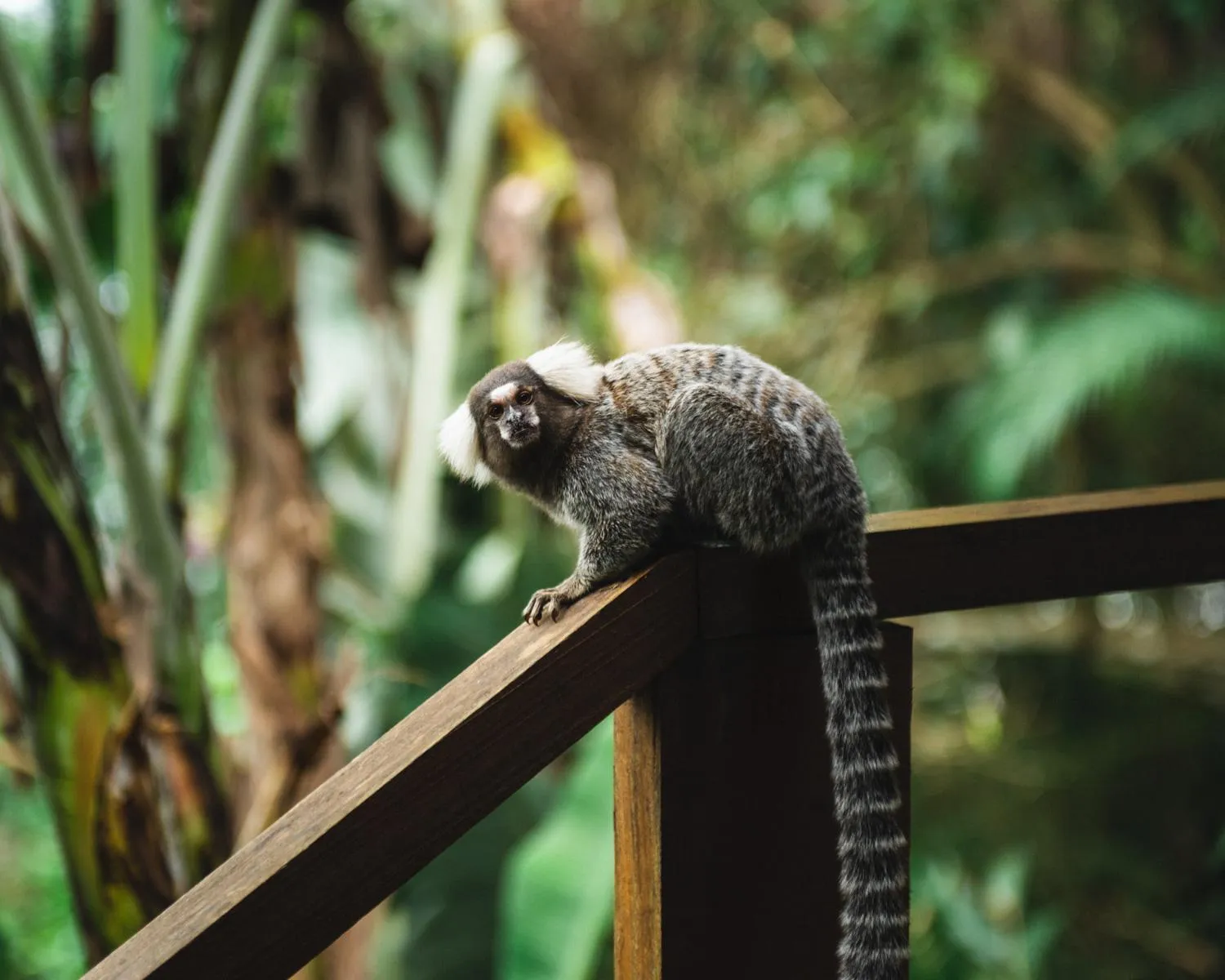 Animals in Casa Luz Paraty