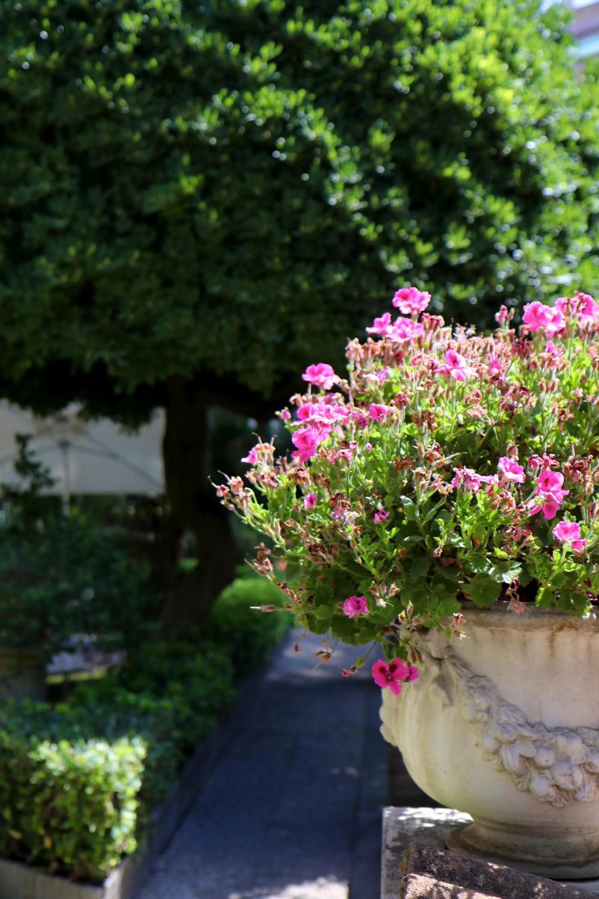 Garden in Villa Matissa