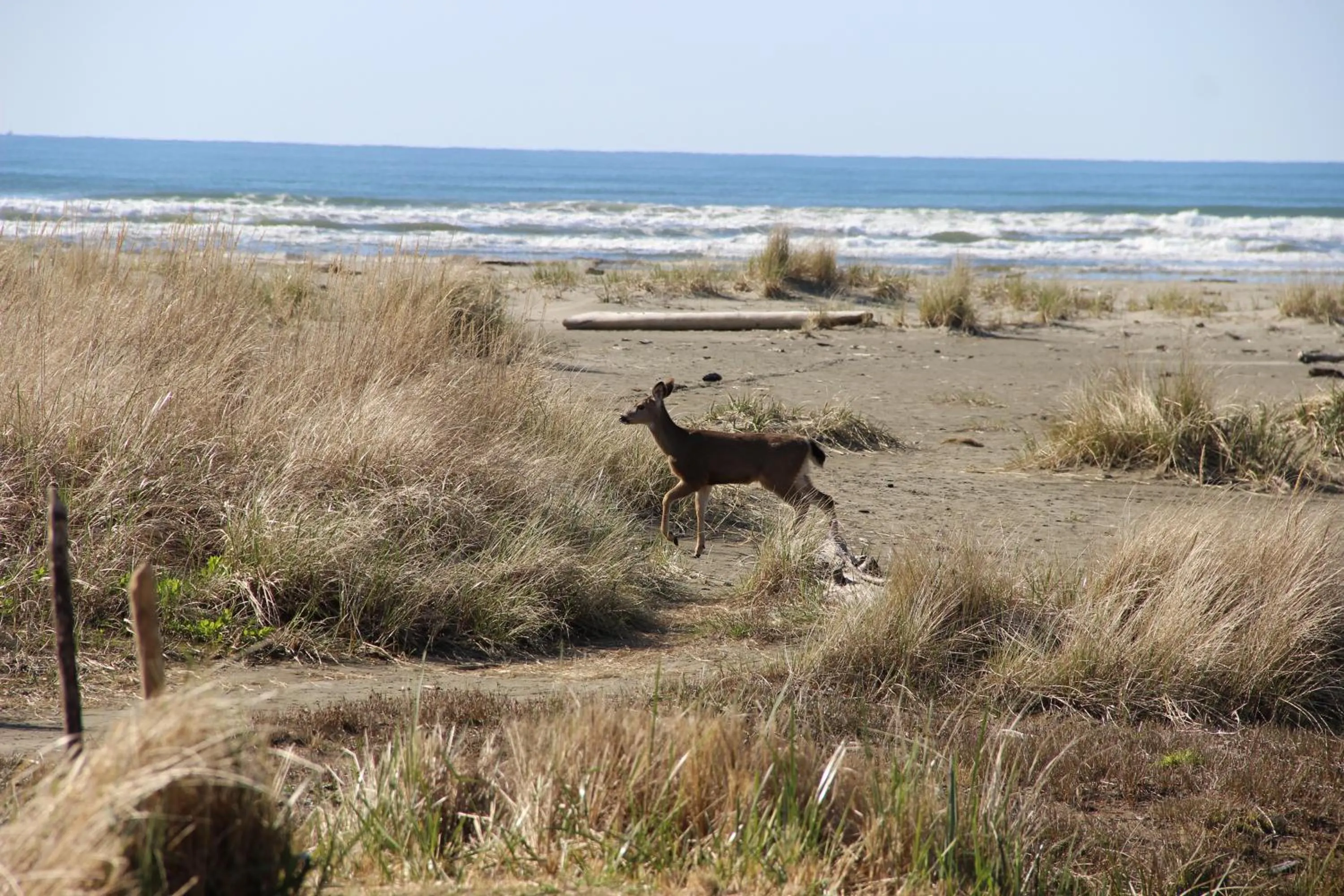 Beach in Quinault Beach Resort & Casino