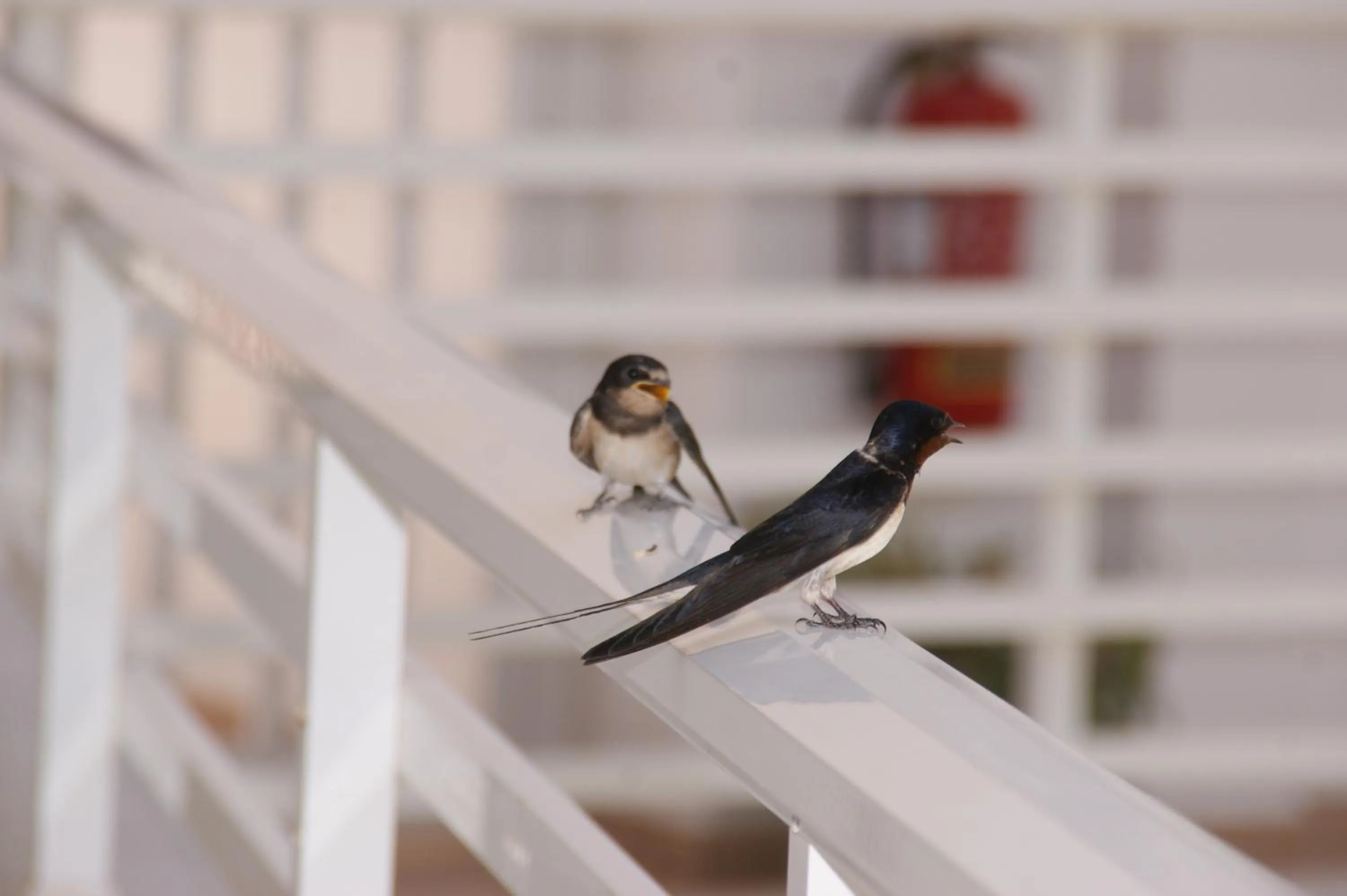 Summer in Faliraki Dream Studios & Apartments