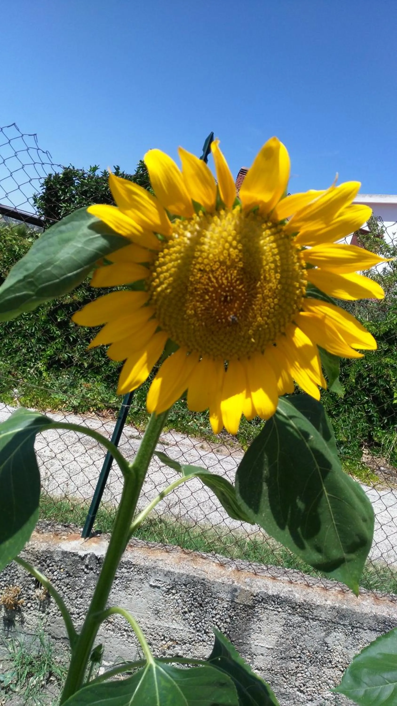 Garden in Bed and Breakfast Arcobaleno