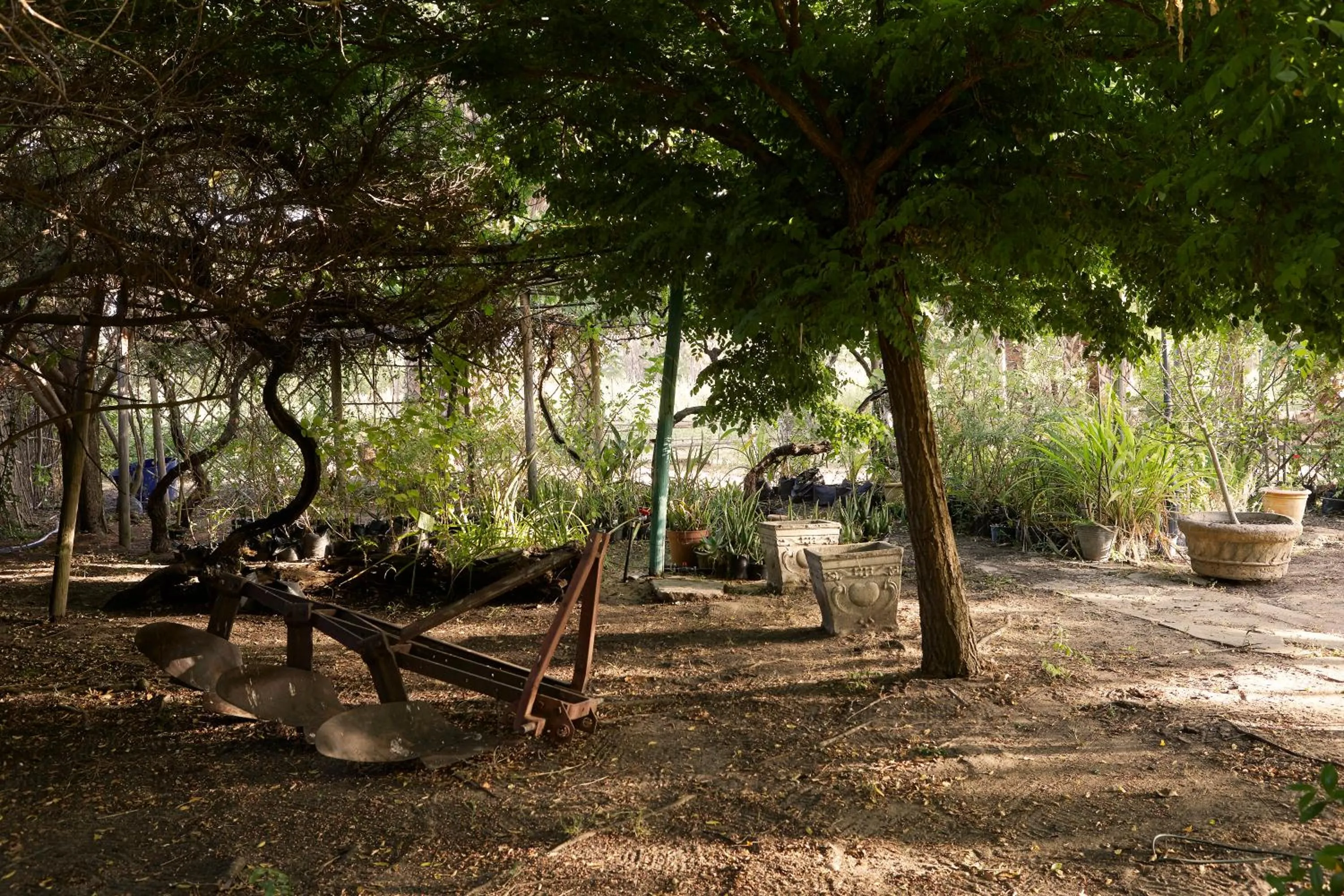 Garden in Yellow Aloe