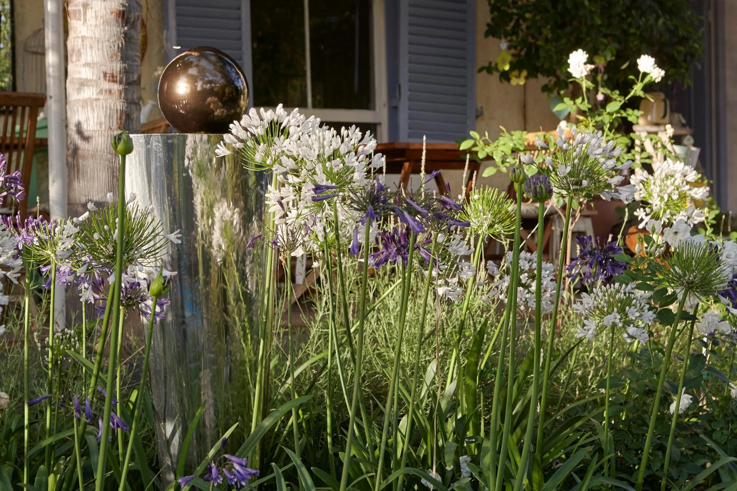 Garden in Yellow Aloe