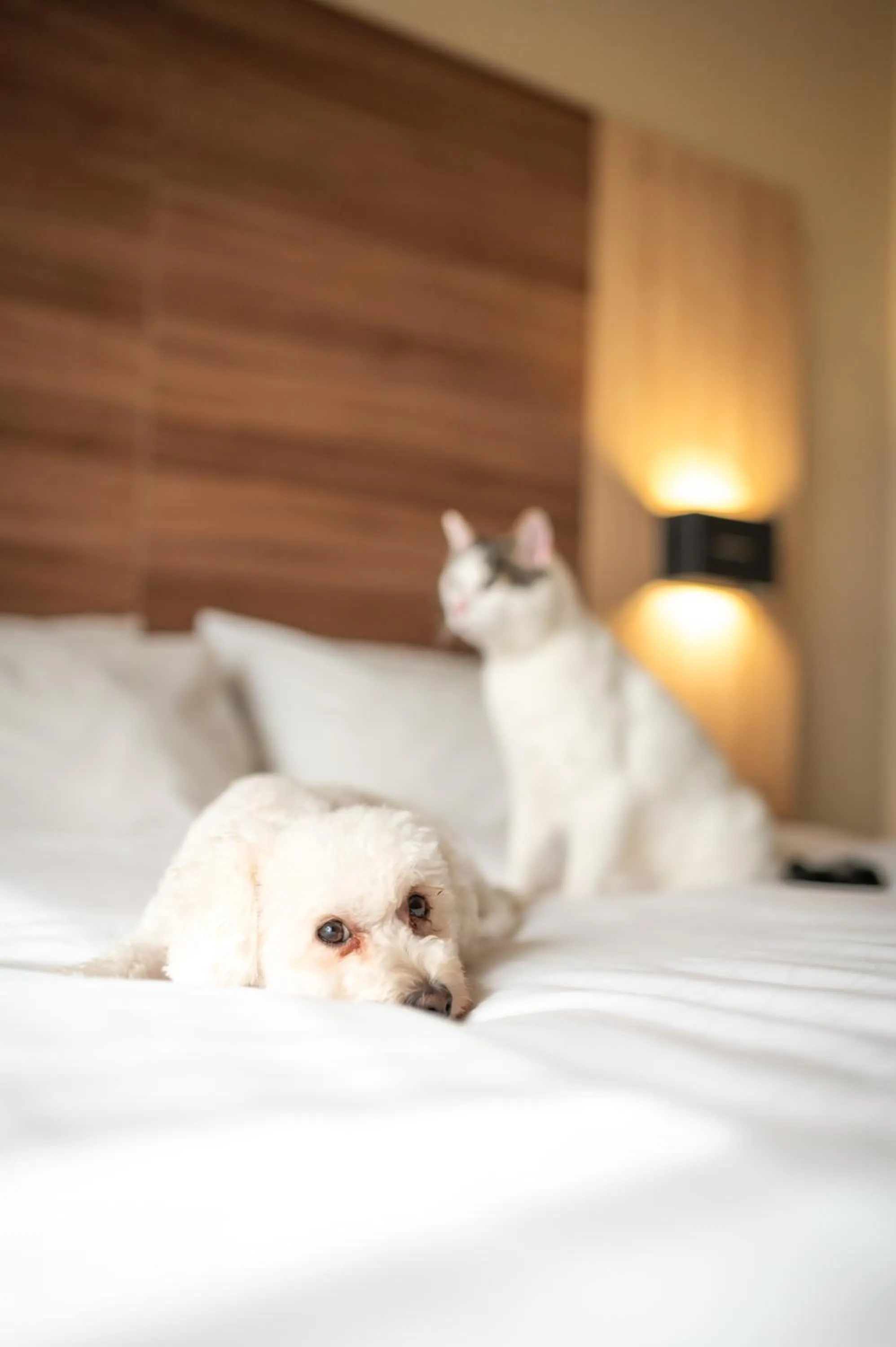 Pets in Hotel Costanera Concepcion