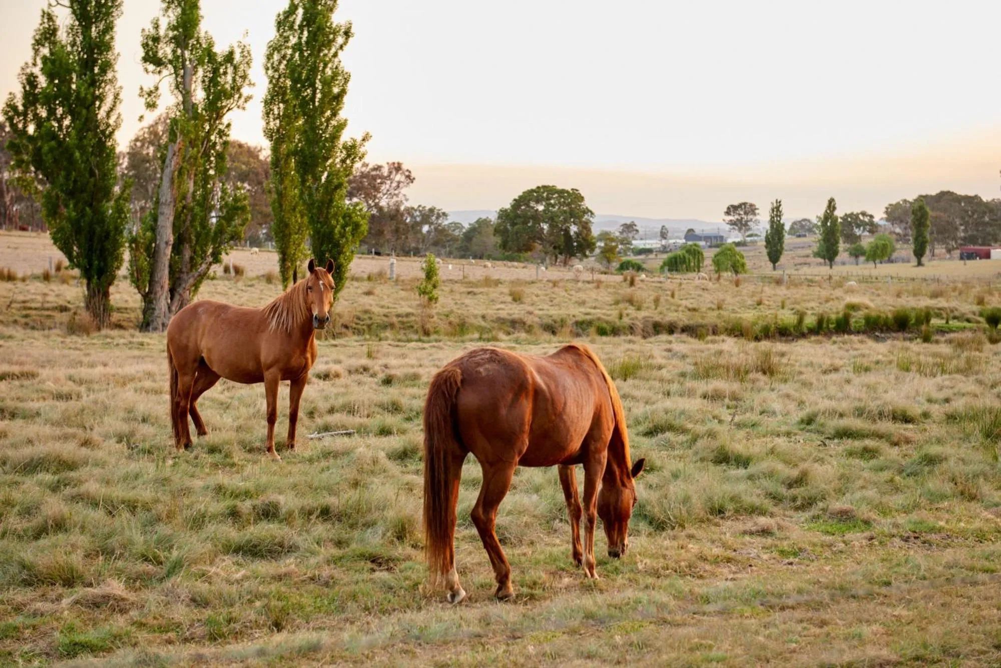 Tenterfield Lodge Caravan Park