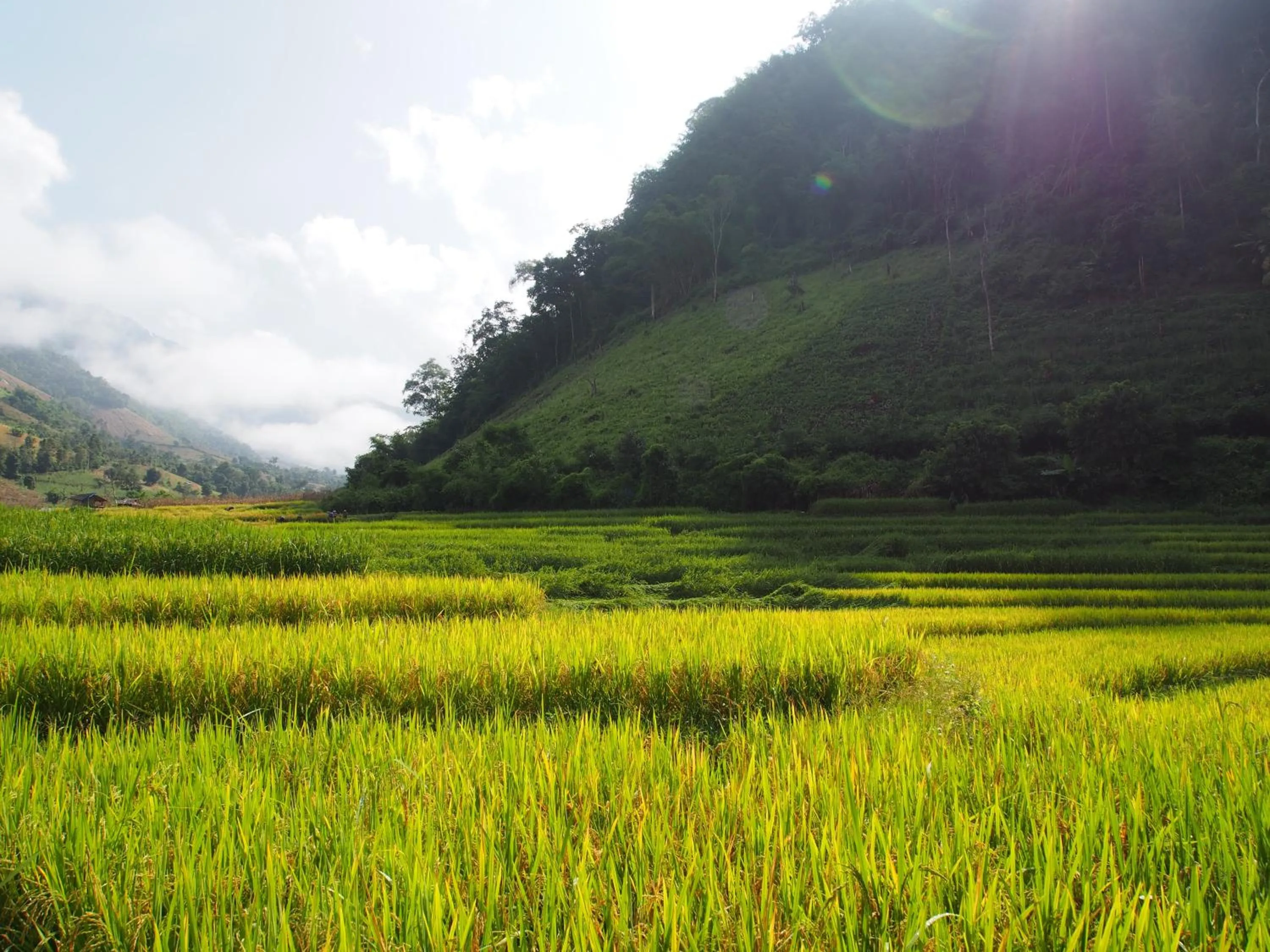 Spring in KowitFarmstay