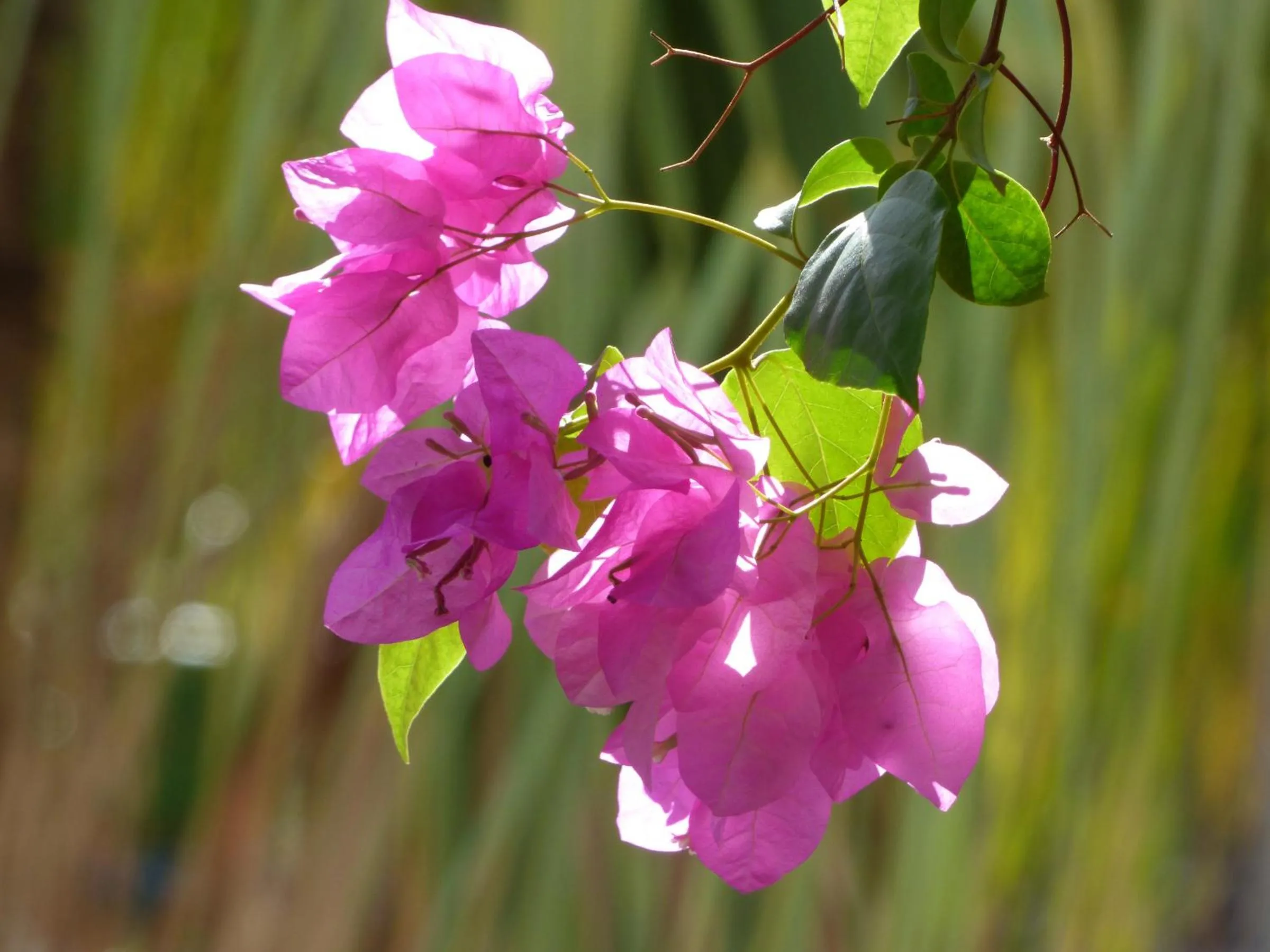 Spring in Beach Studio 18