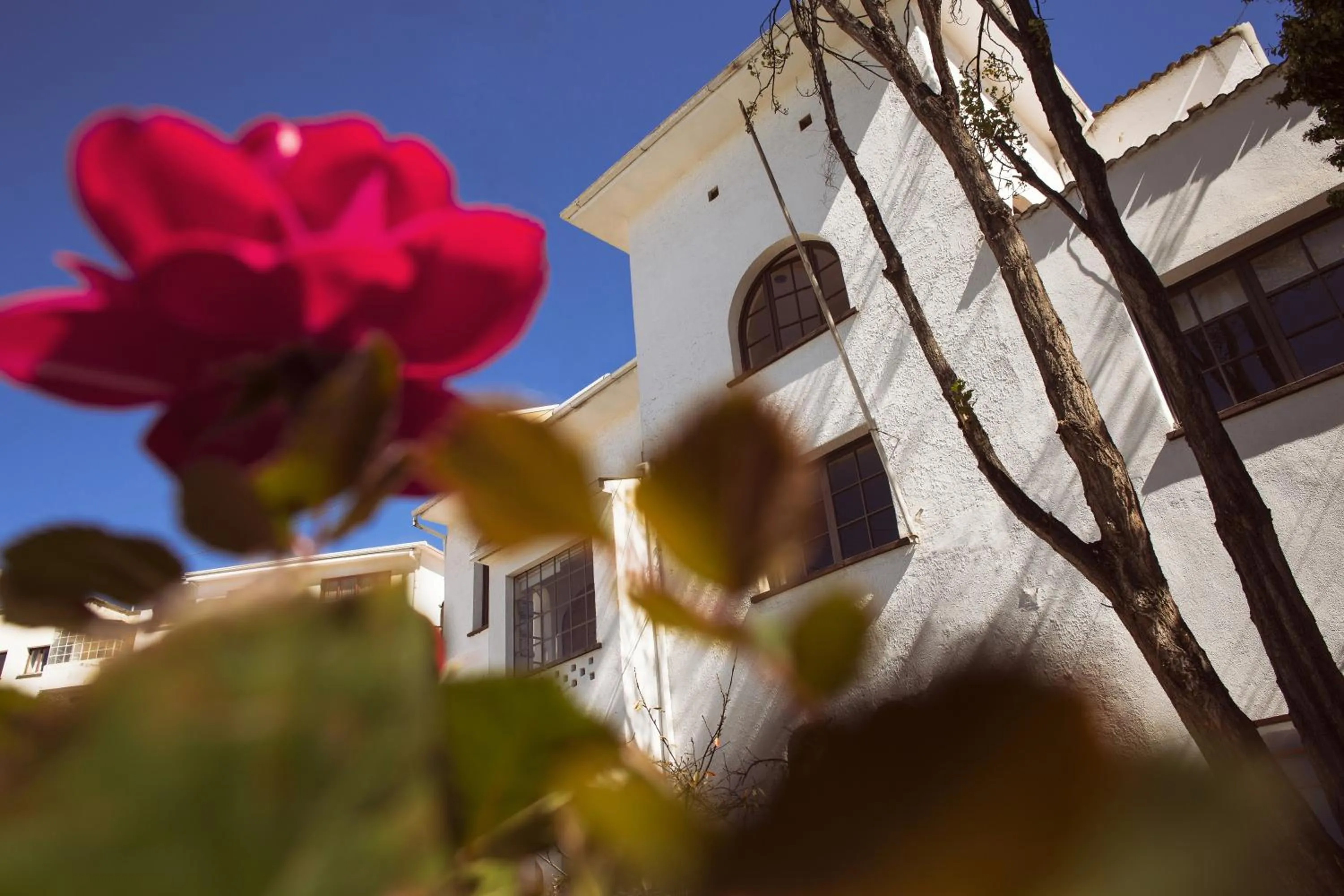 Garden in El Museo Hotel Boutique