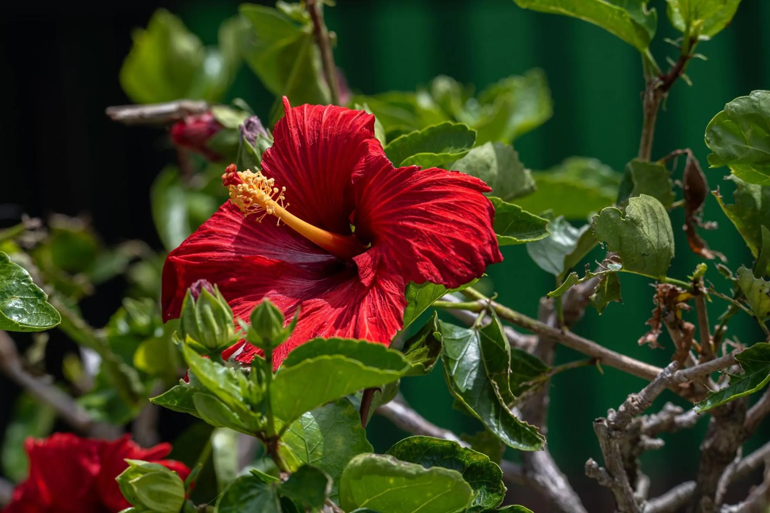 Natural landscape in Hotel Campestre Montecarlo
