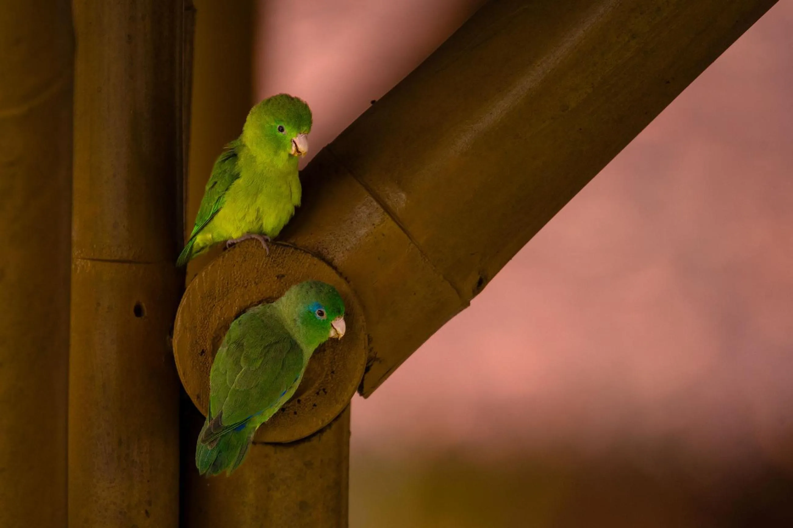 Natural landscape in Hotel Campestre Montecarlo