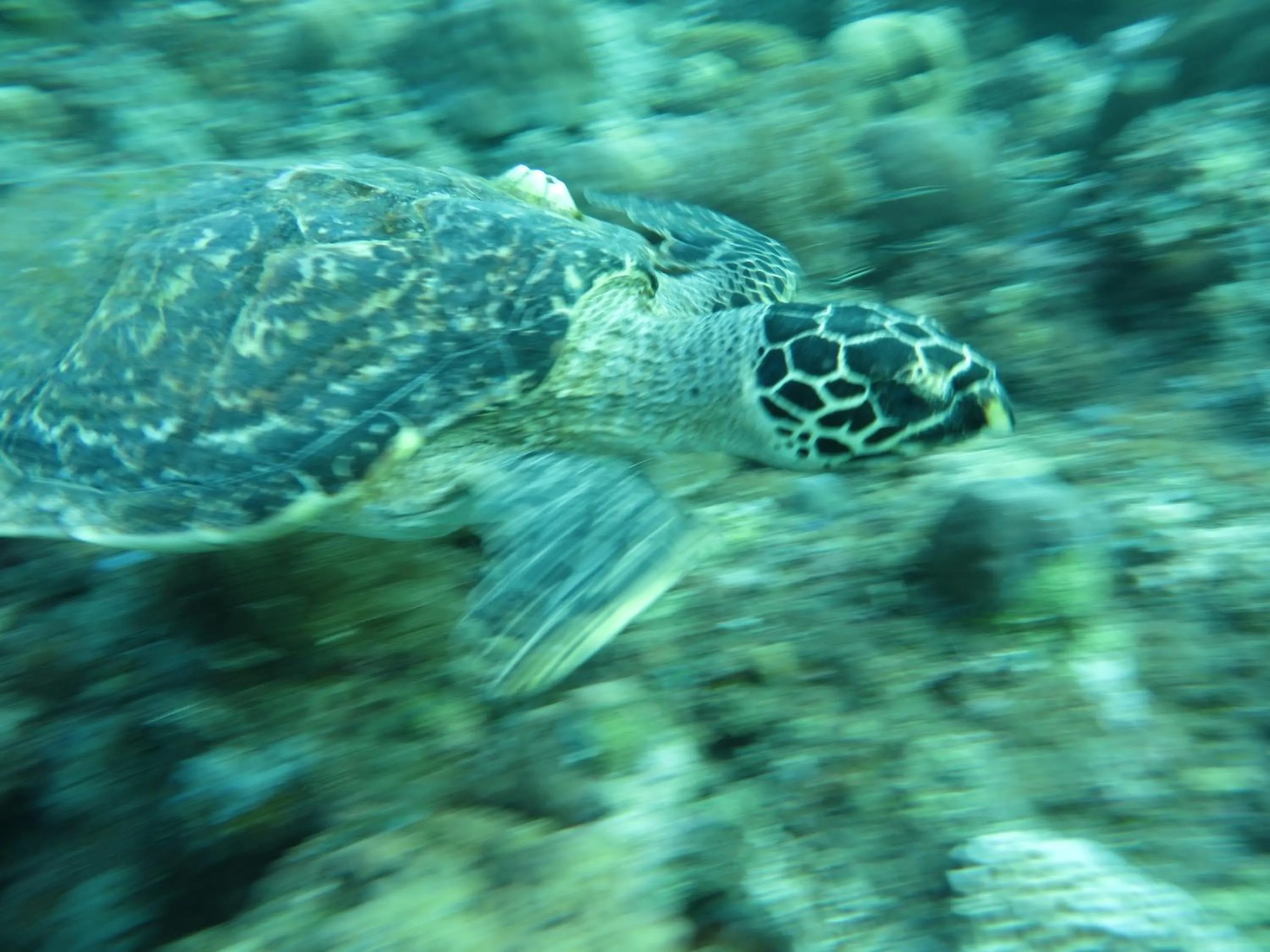 Animals in Jukung Dive Resort Bali AMED