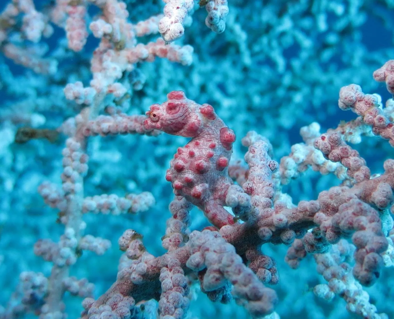 Animals in Jukung Dive Resort Bali AMED