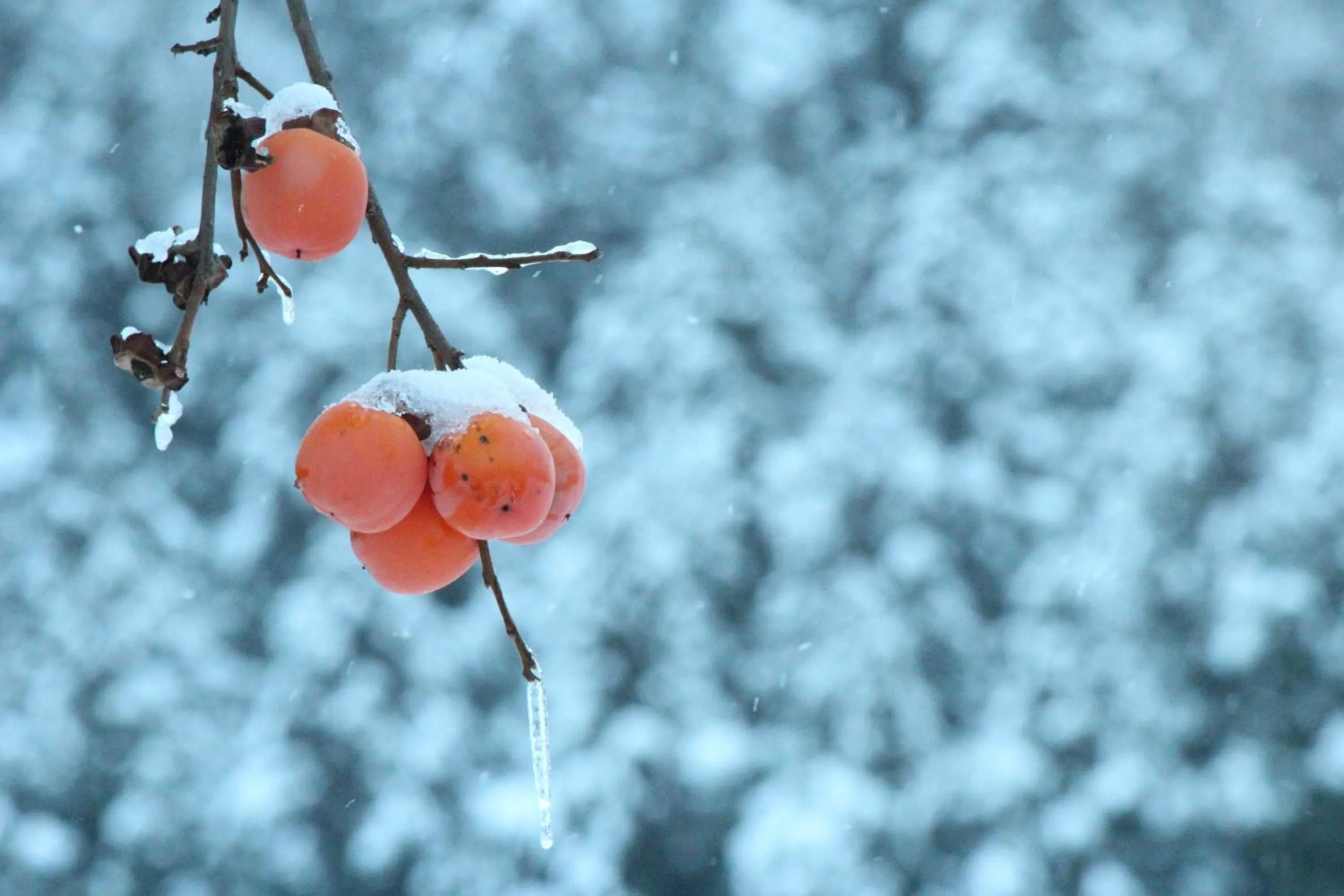 Off site in Nozawa Dream