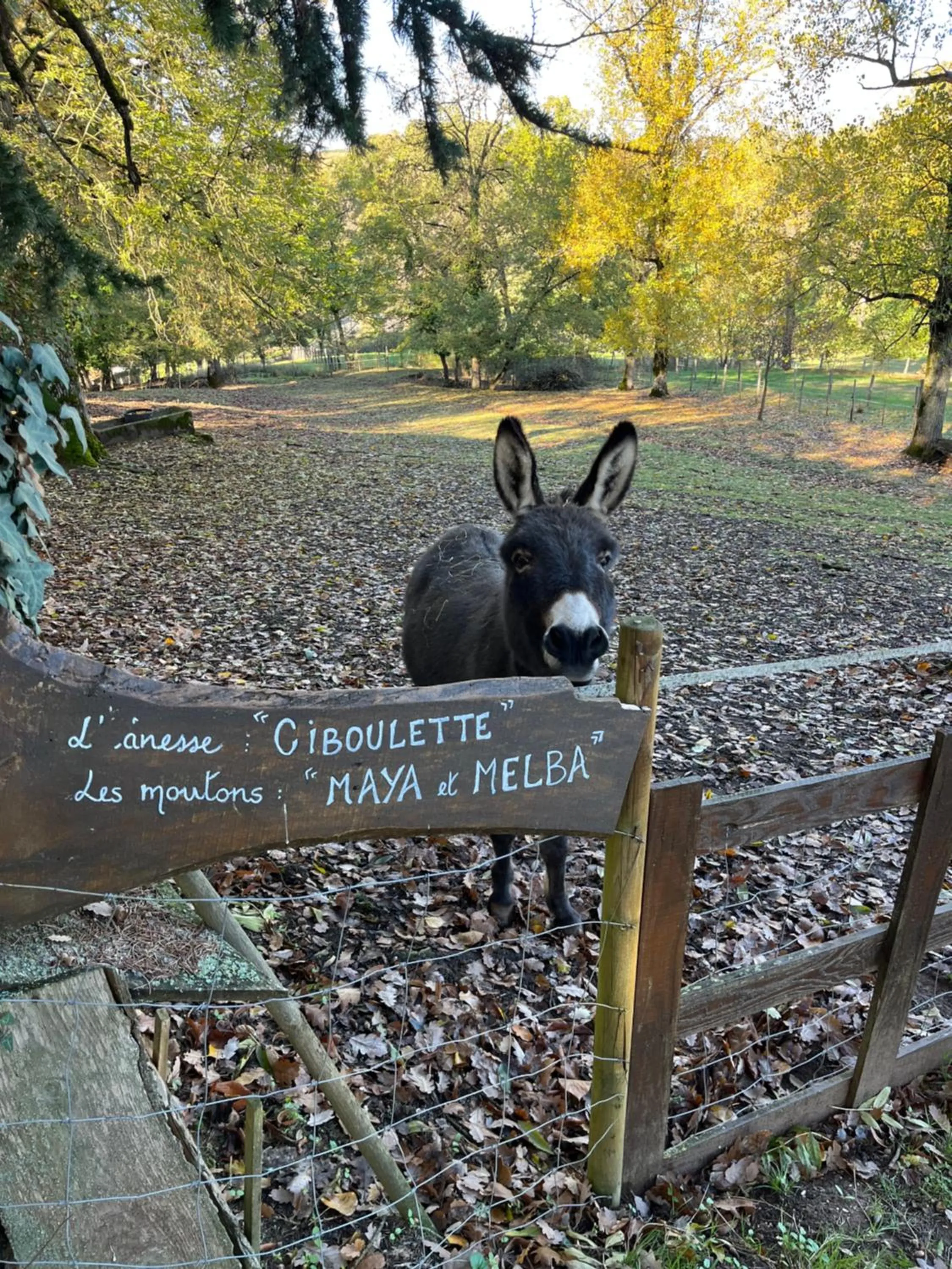 Pets in Les Chambres d'Hôtes du Rouyre