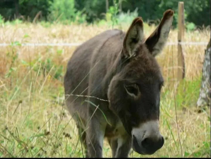 Pets in Les Chambres d'Hôtes du Rouyre