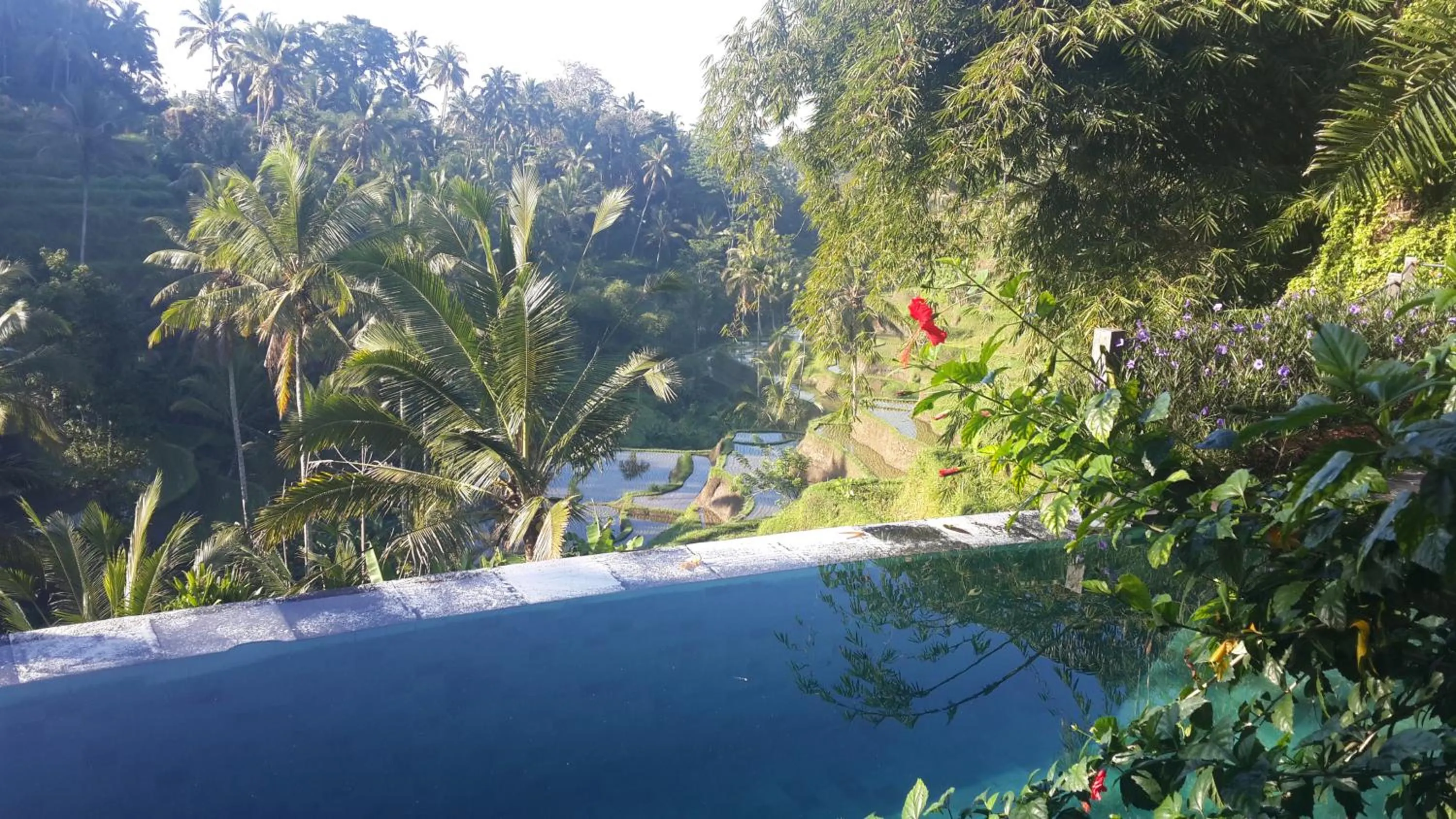 Swimming pool in Villa Wedang