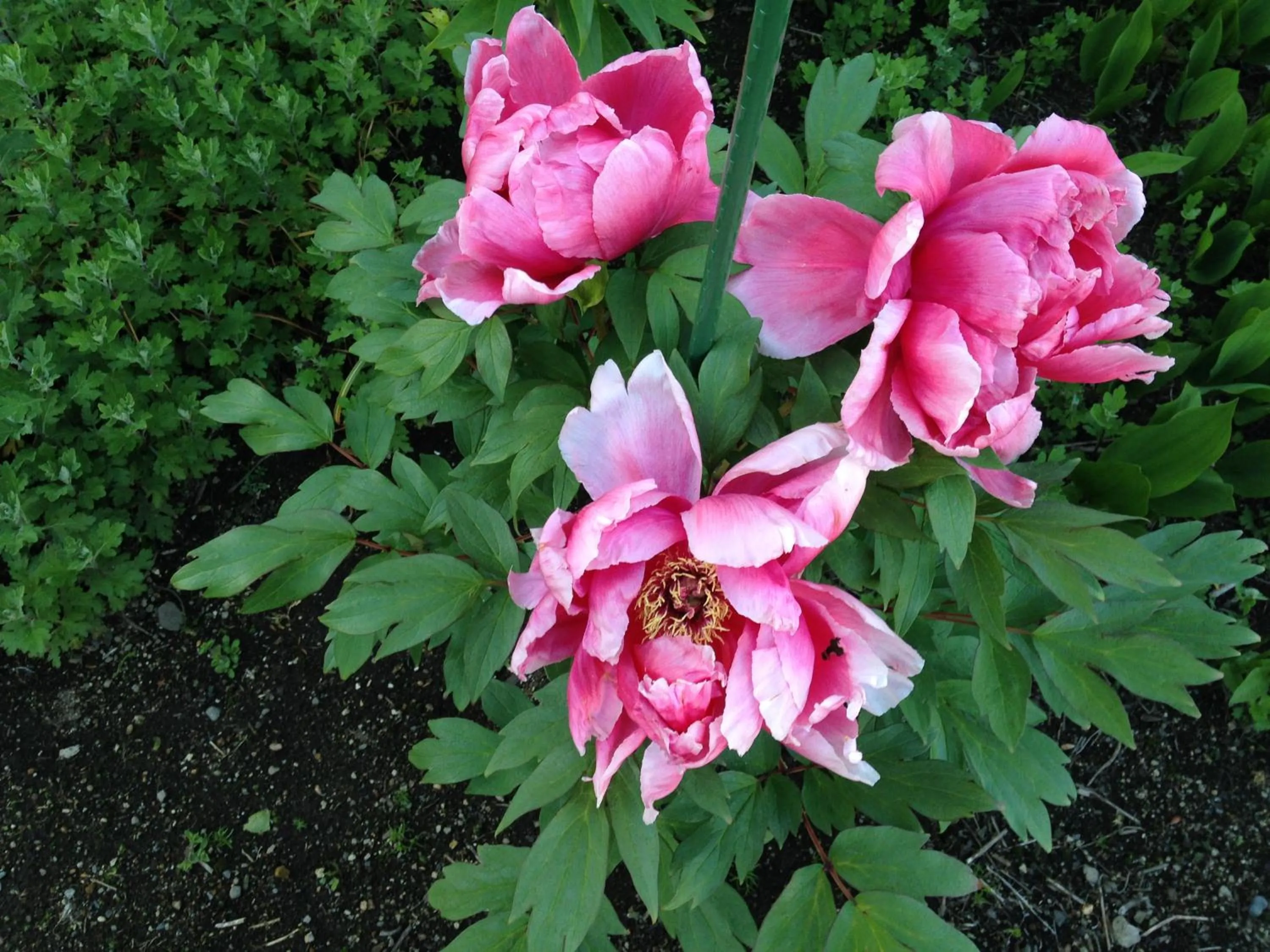 Garden view in Koukaso