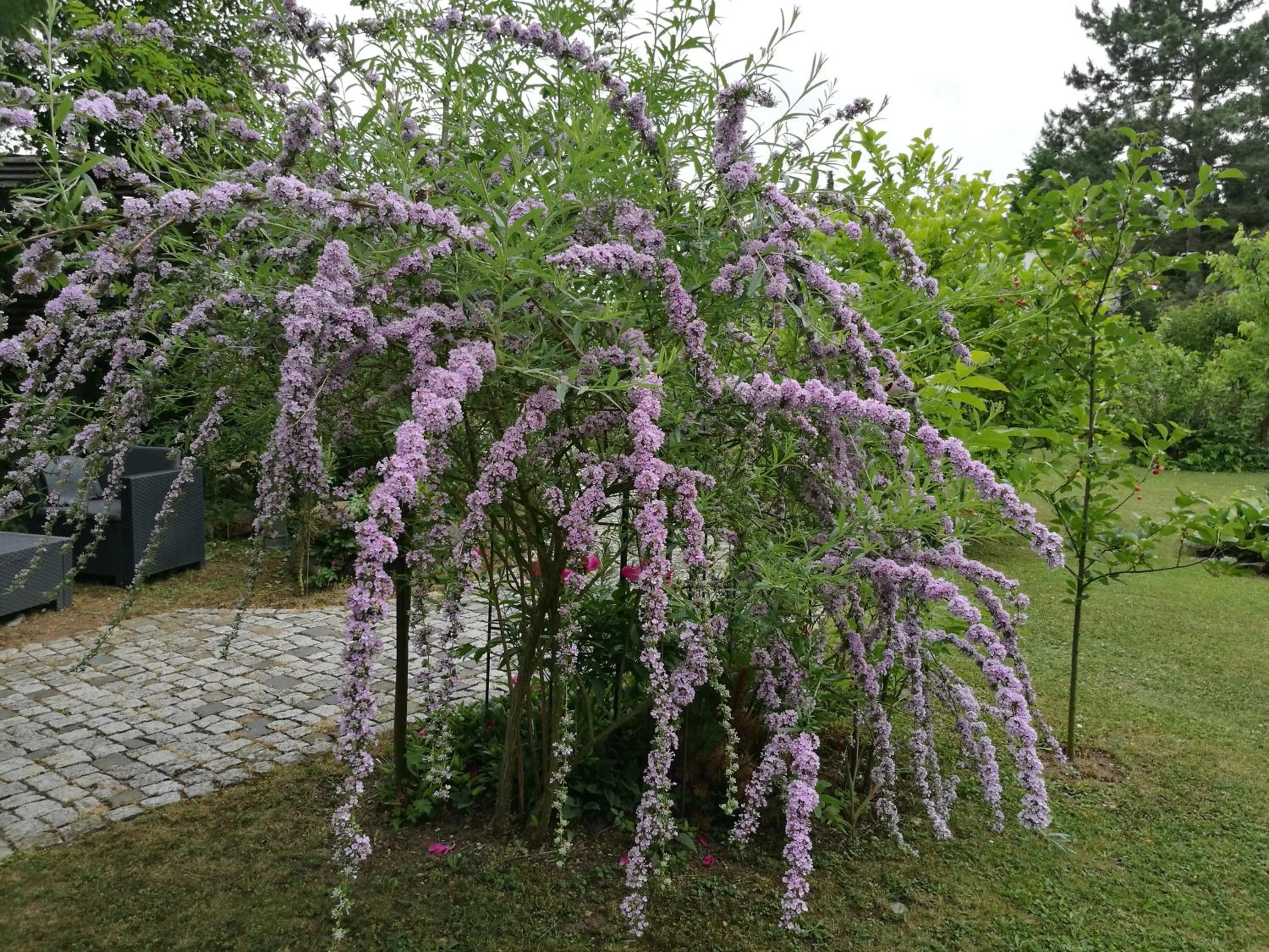 Garden in Apartment HAUS MERLIN am Böckelsberg