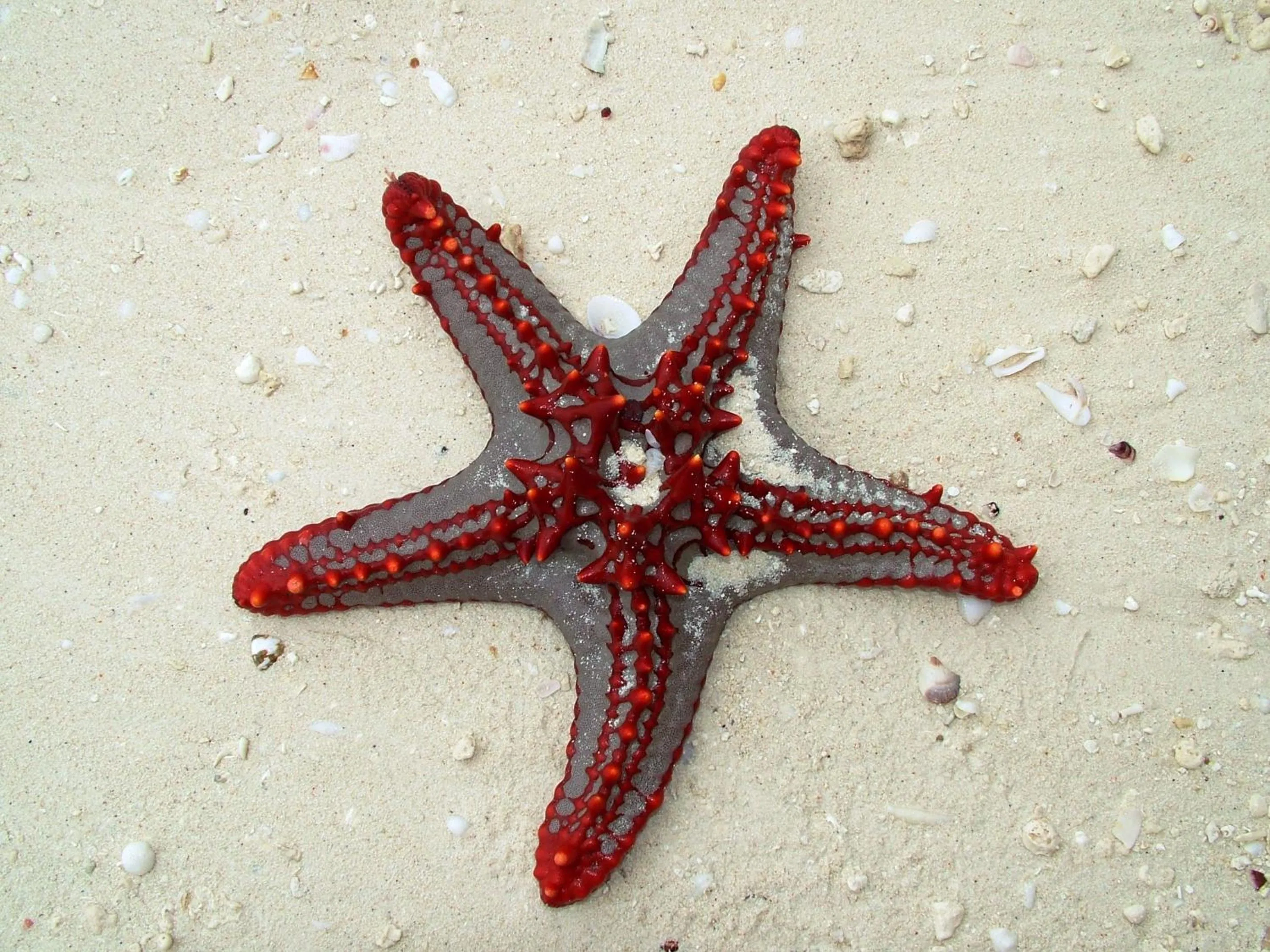 Animals in Princess Salme Inn