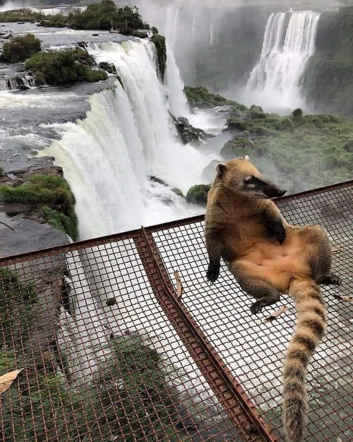 Pets in Iguazú Urban Hotel Express