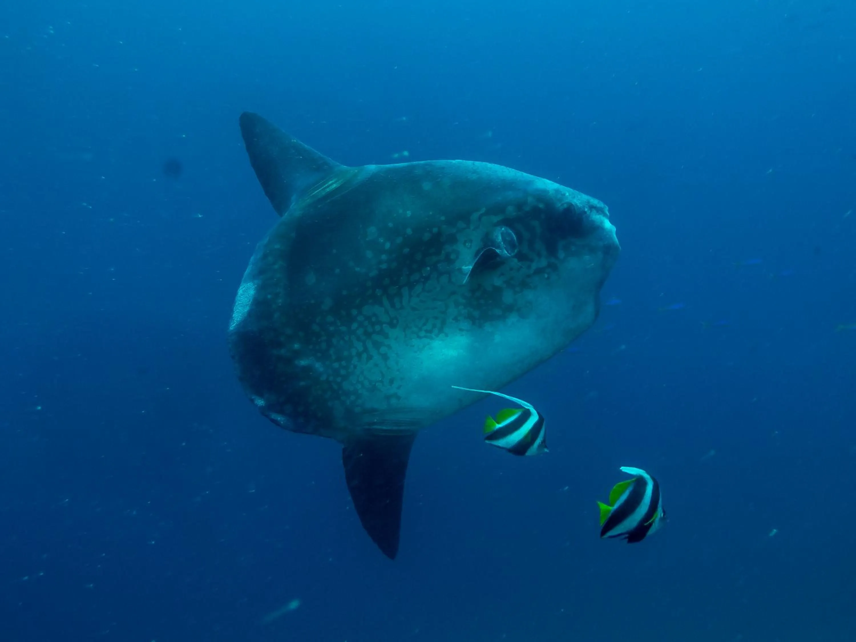 Property building in Benthos Bali Dive Resort