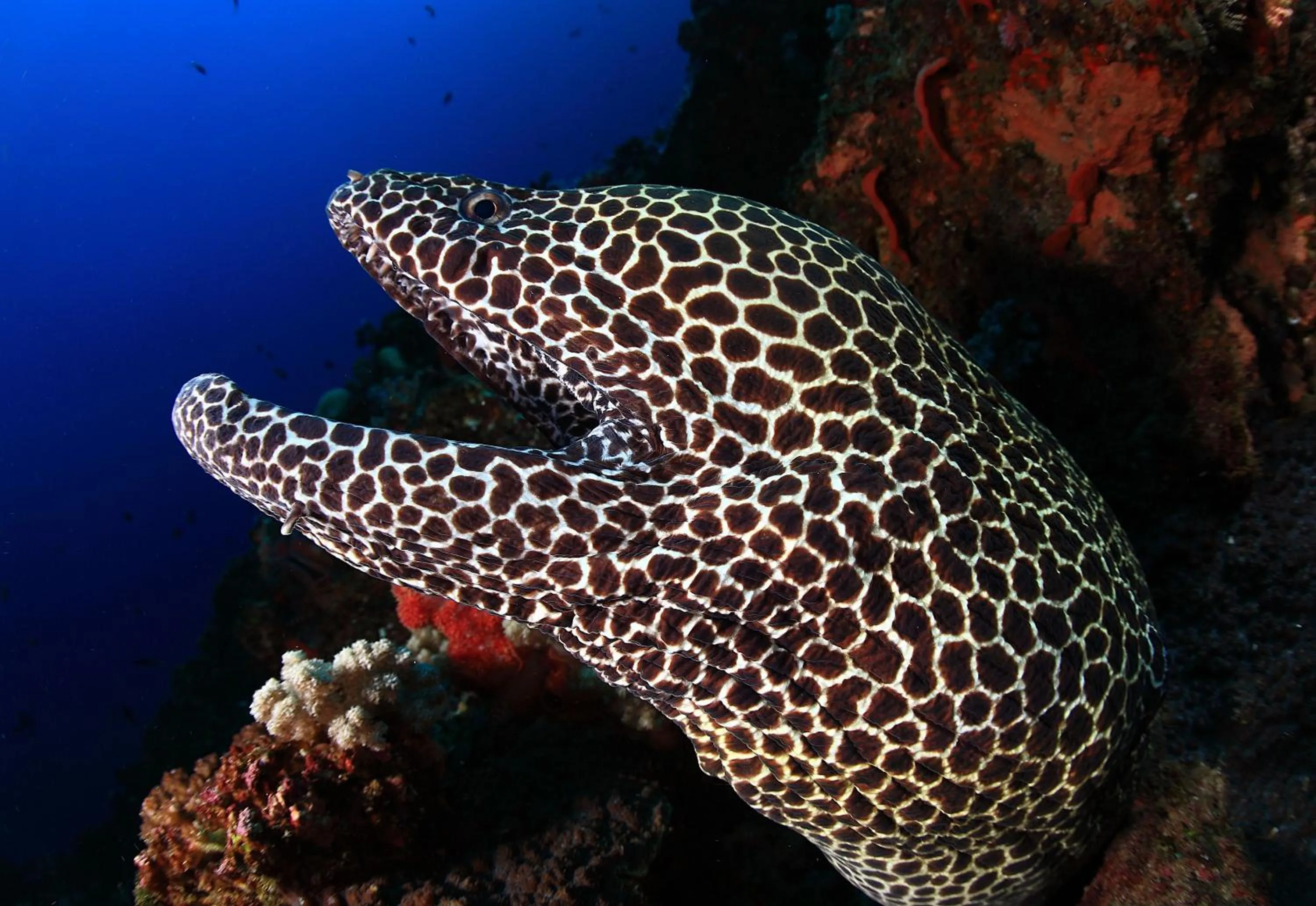 Property building in Benthos Bali Dive Resort