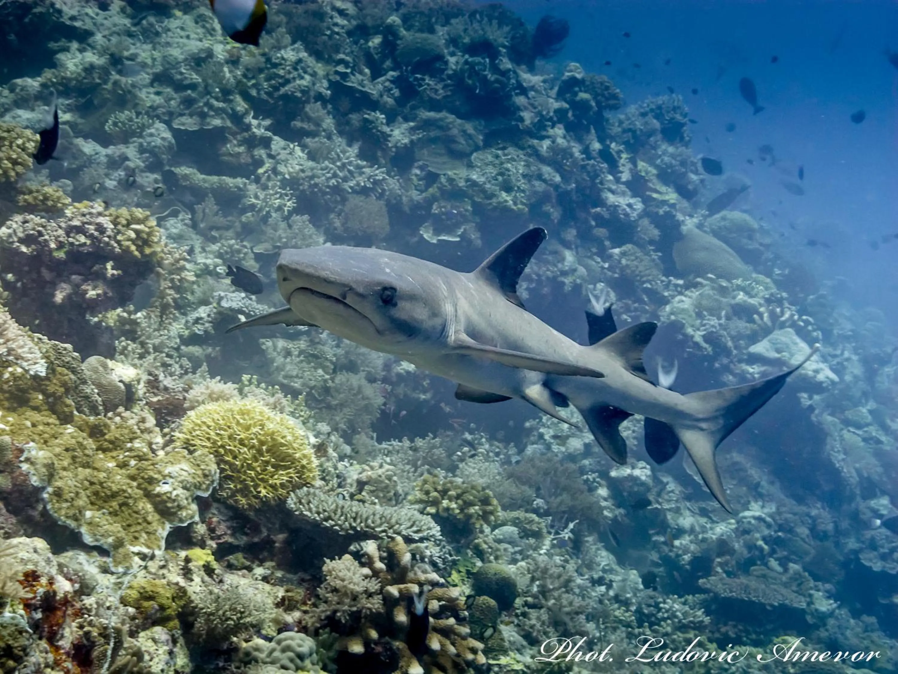 Property building in Benthos Bali Dive Resort