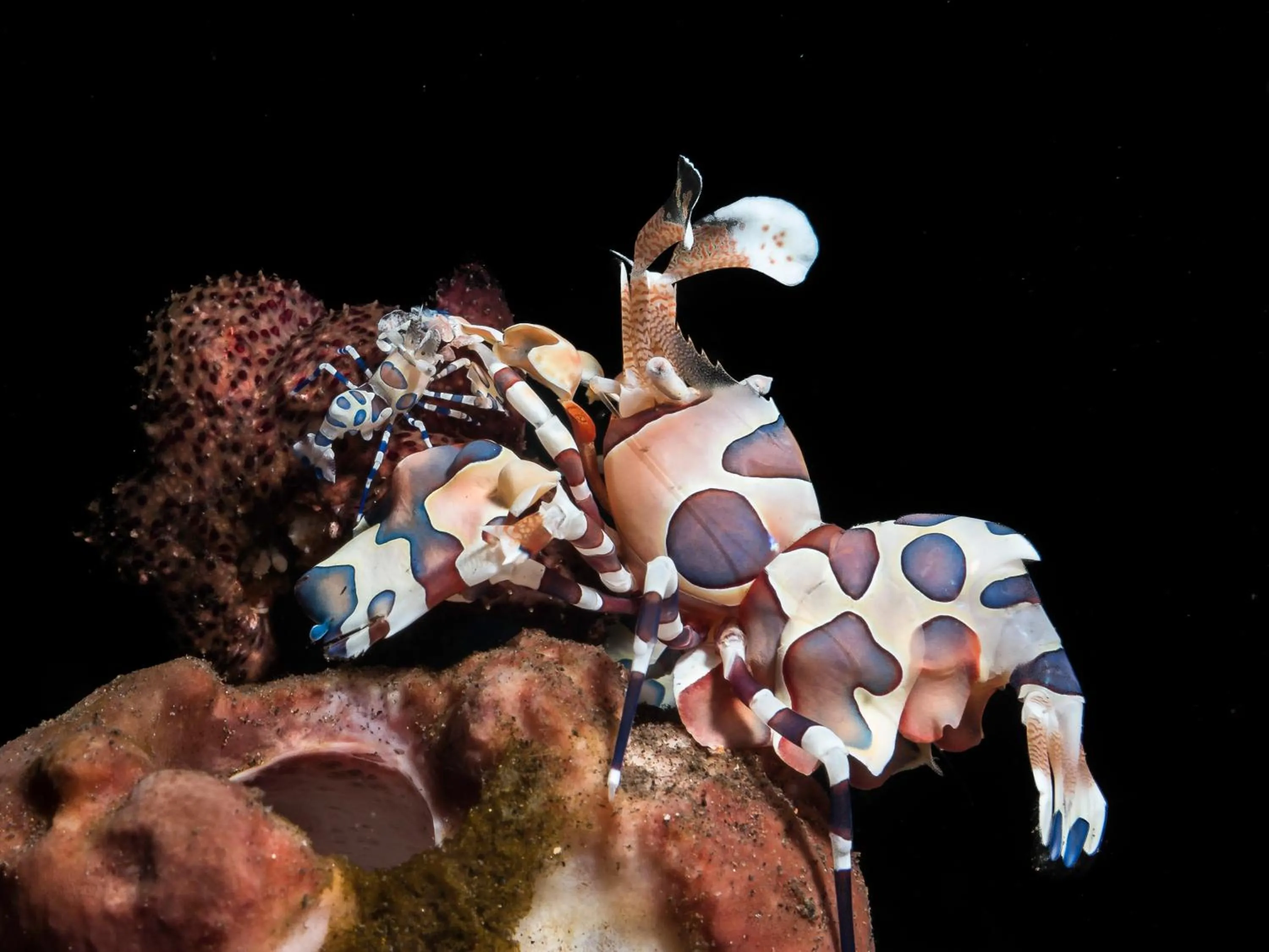 Property building in Benthos Bali Dive Resort