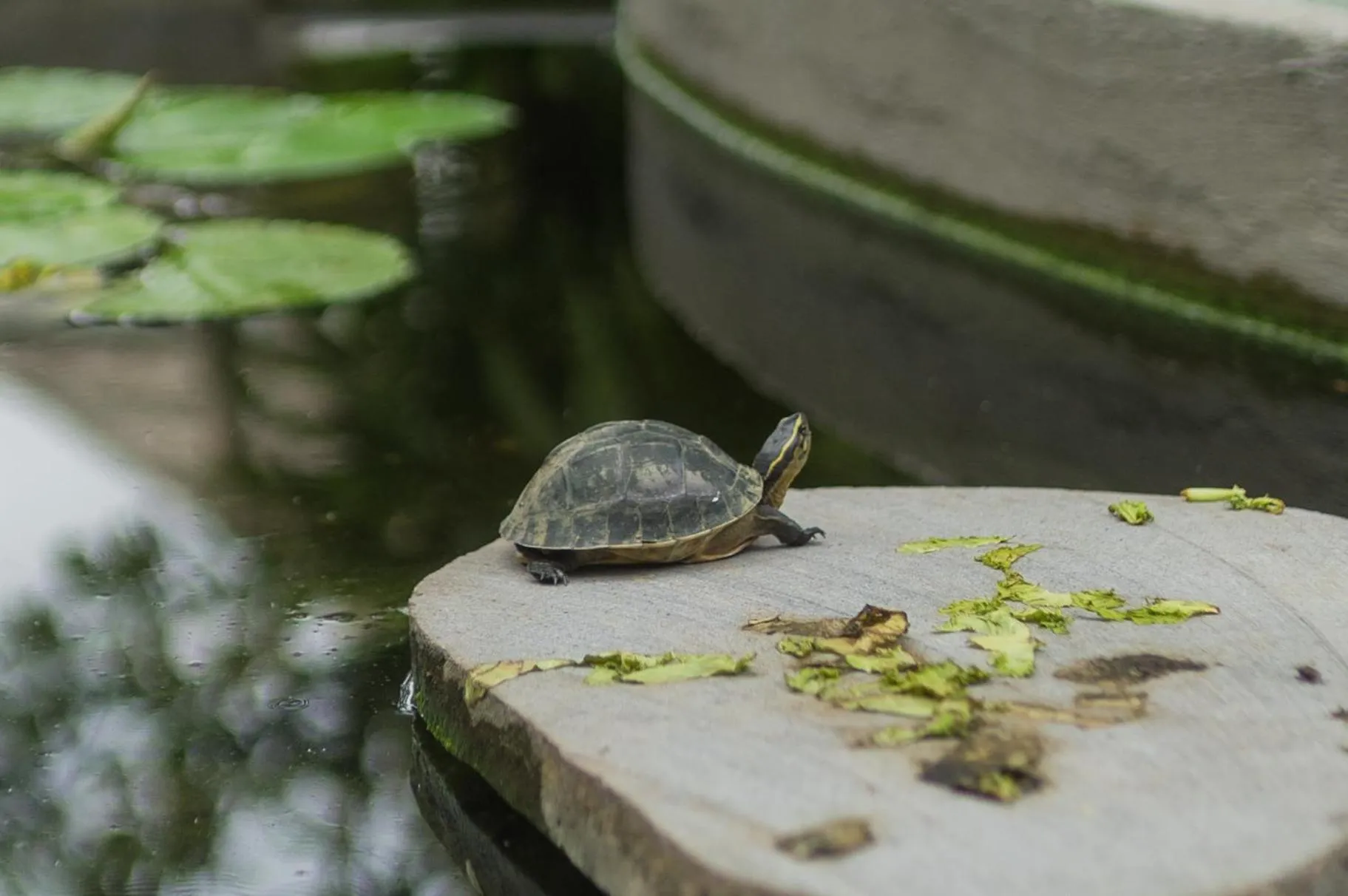 Pets in Villa Costa Plenty