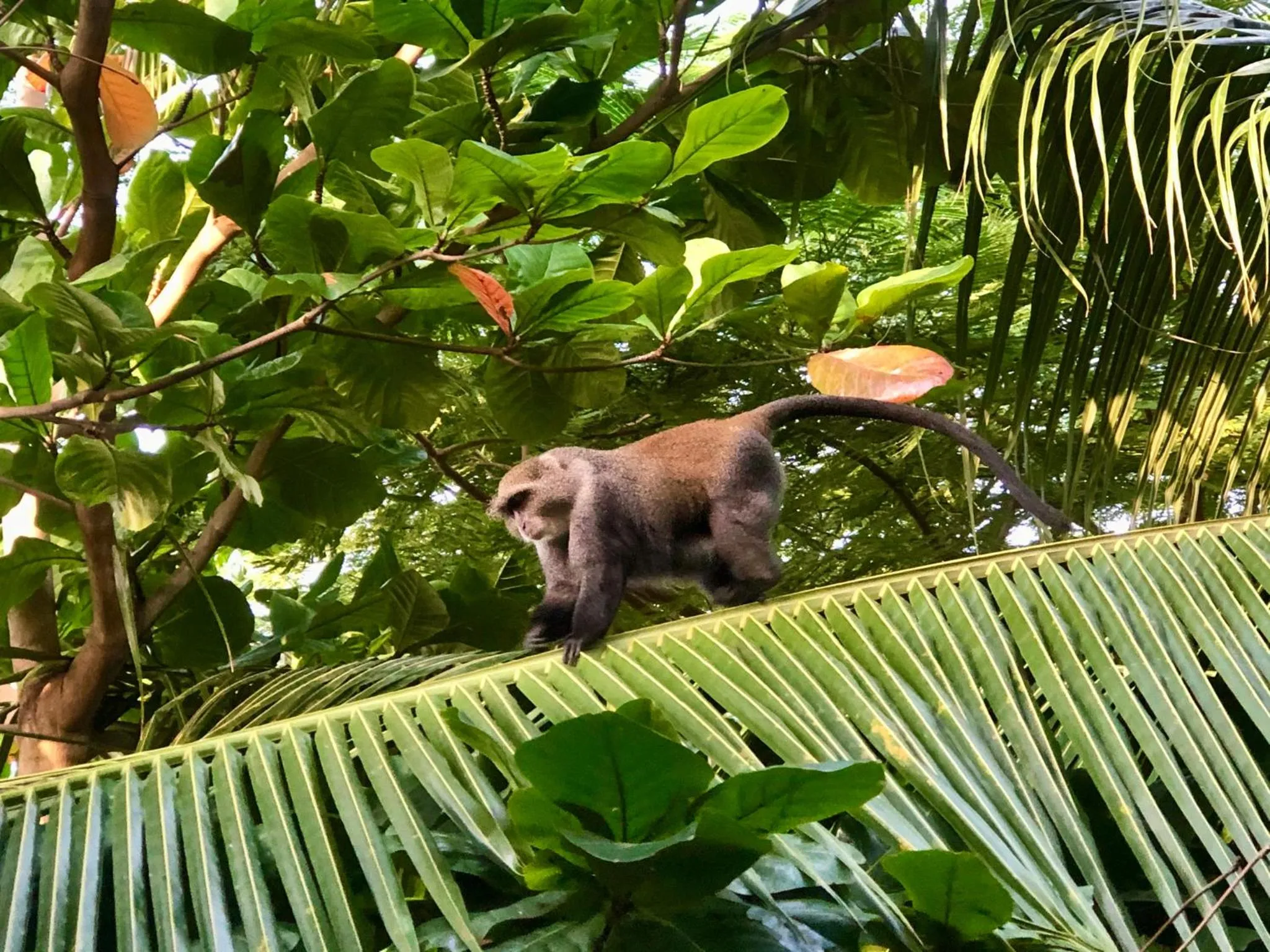 Animals in Atii Garden Bungalows