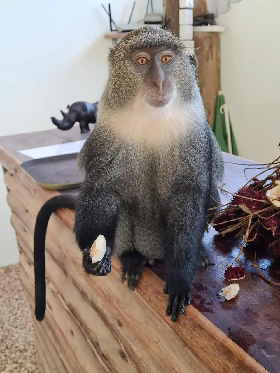 Animals in Atii Garden Bungalows