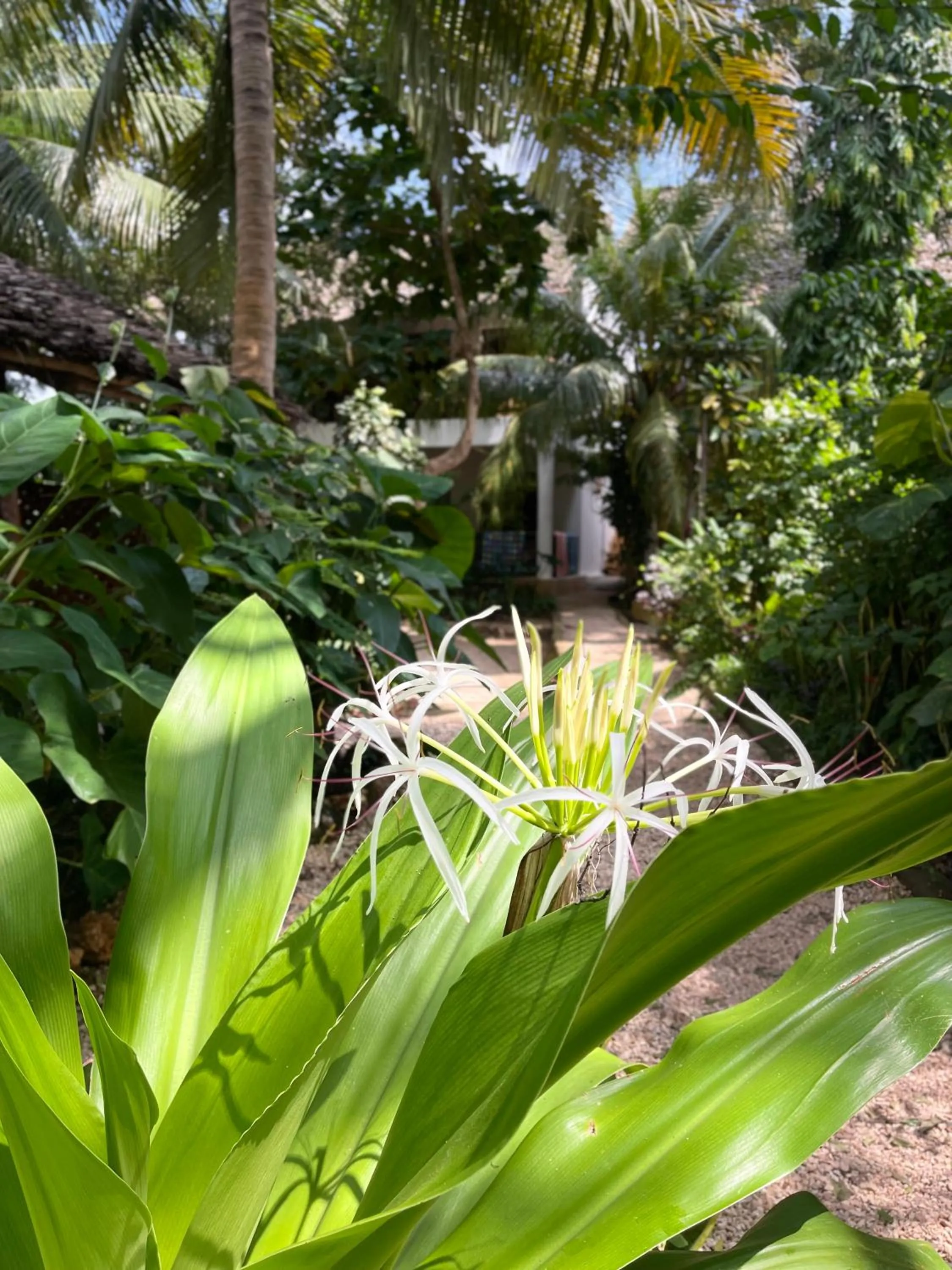 Garden in Atii Garden Bungalows