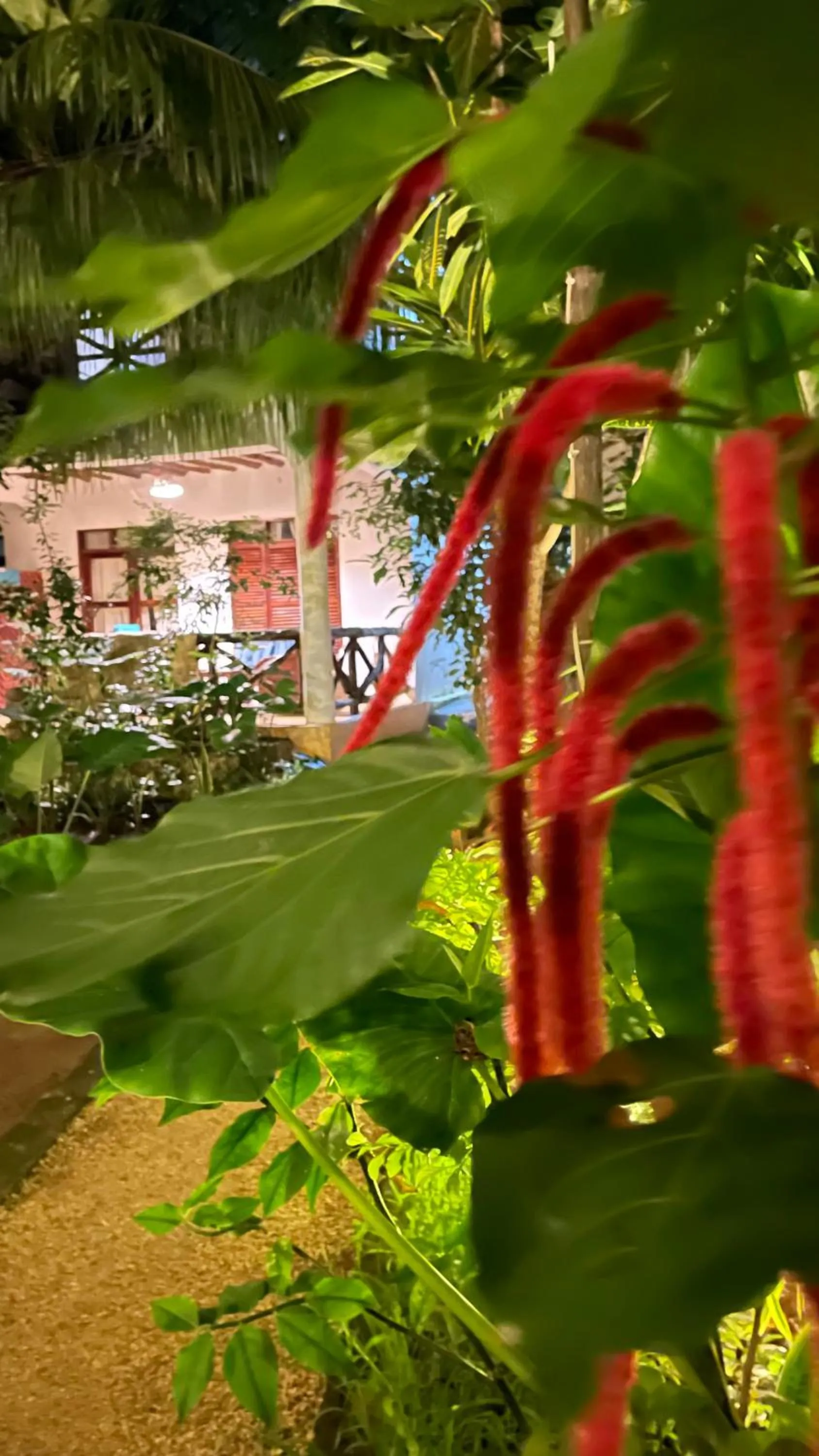 Garden in Atii Garden Bungalows