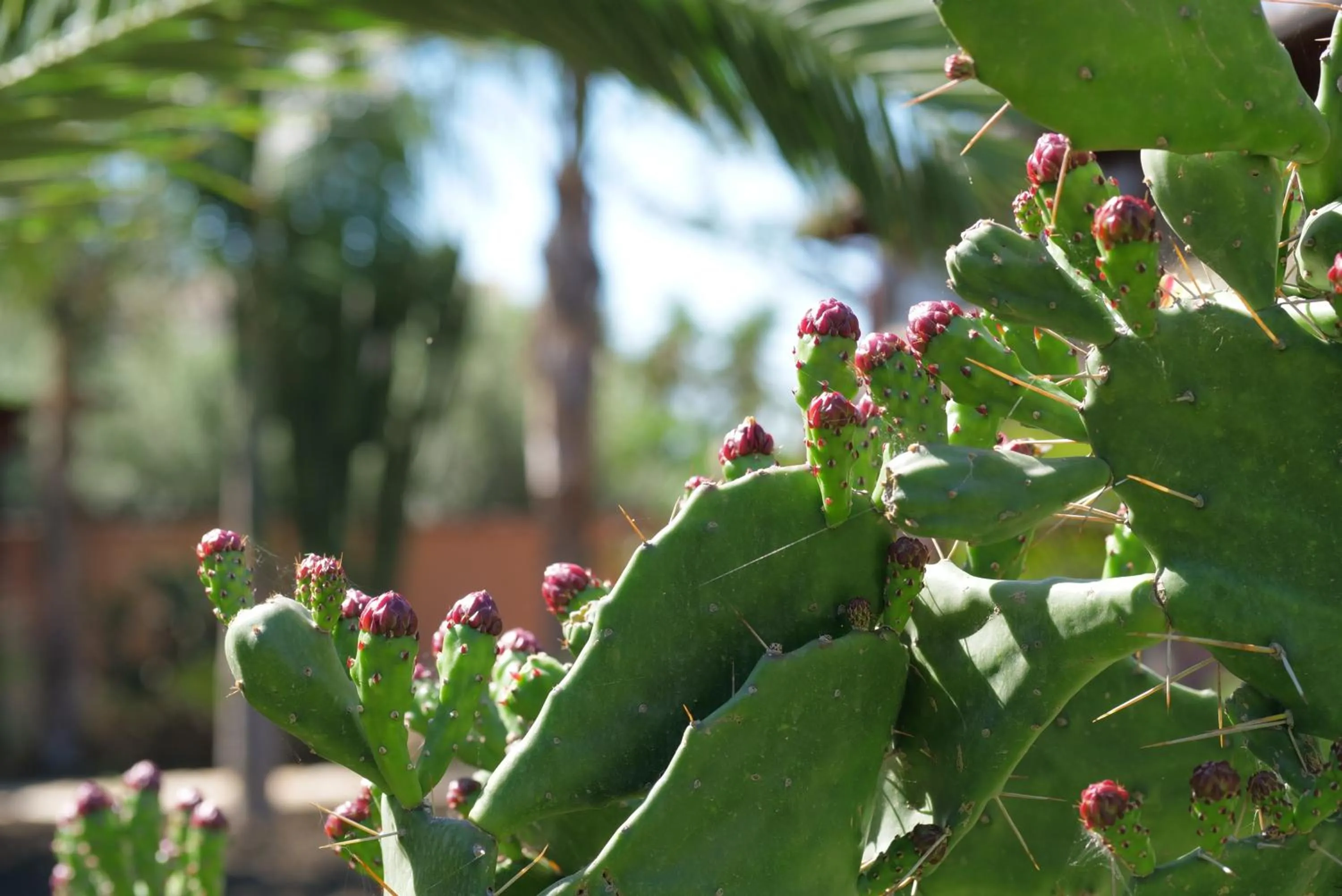 Garden in B&B Templi e Arte