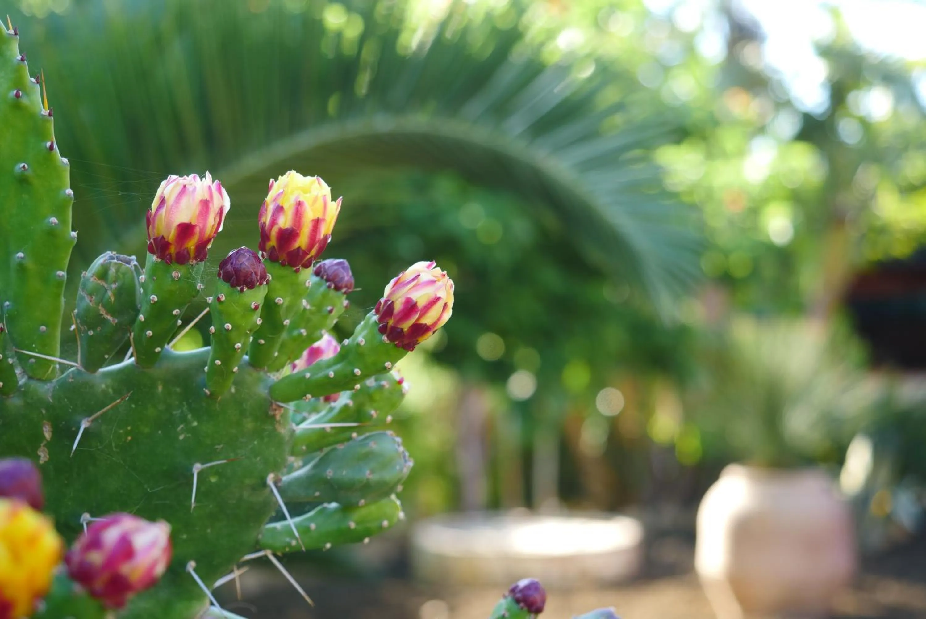 Garden in B&B Templi e Arte
